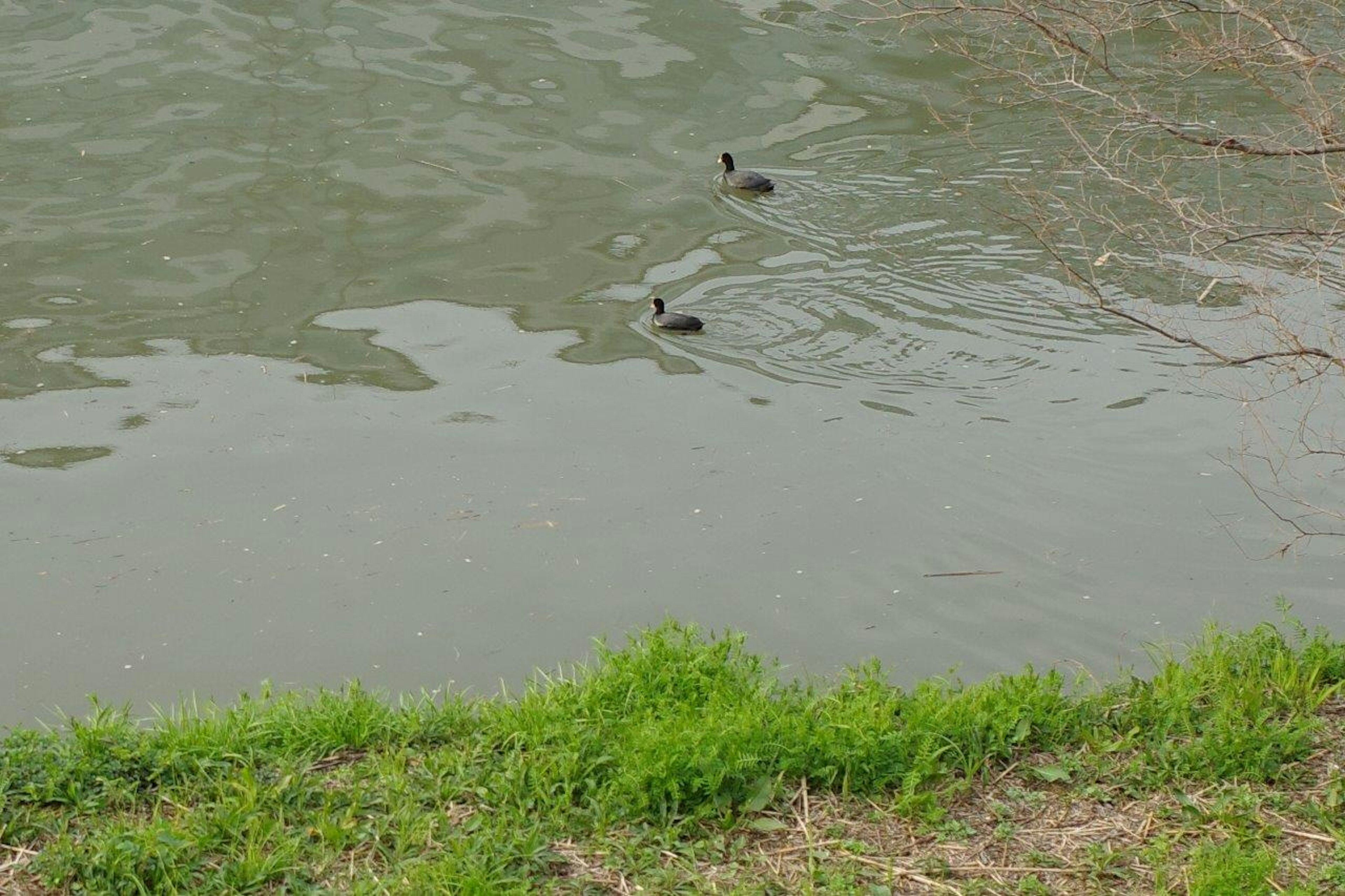 水面に浮かぶ二羽のカモと緑の草地