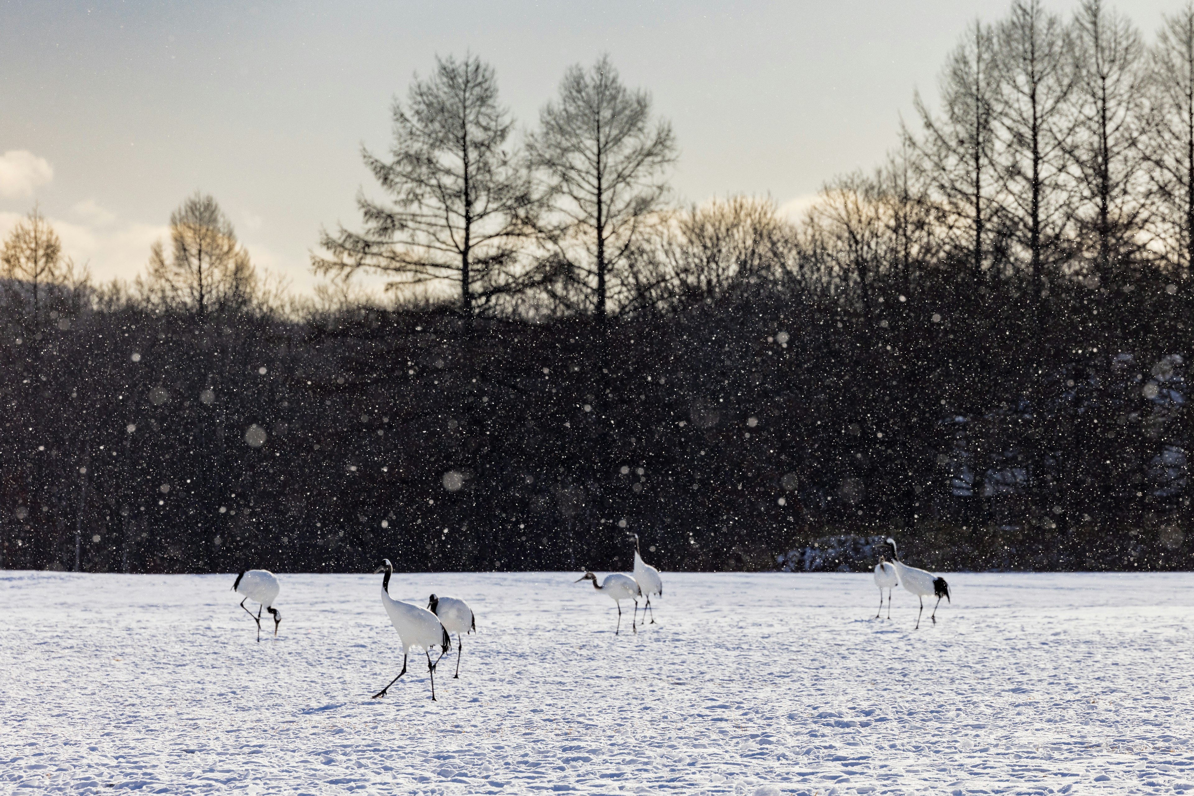 A flock of cranes dancing in the snow with trees in the background