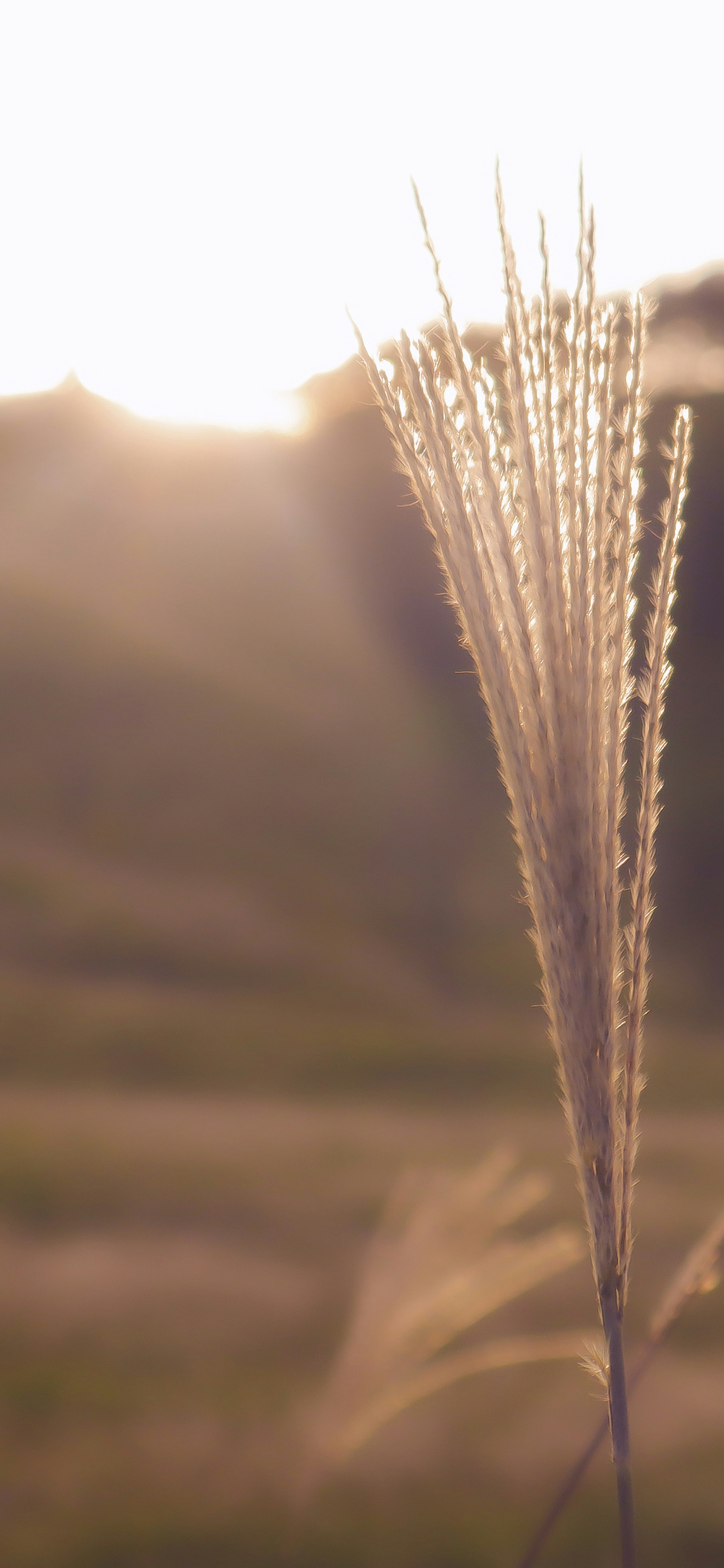 Gros plan d'herbe avec des épis sur fond de coucher de soleil