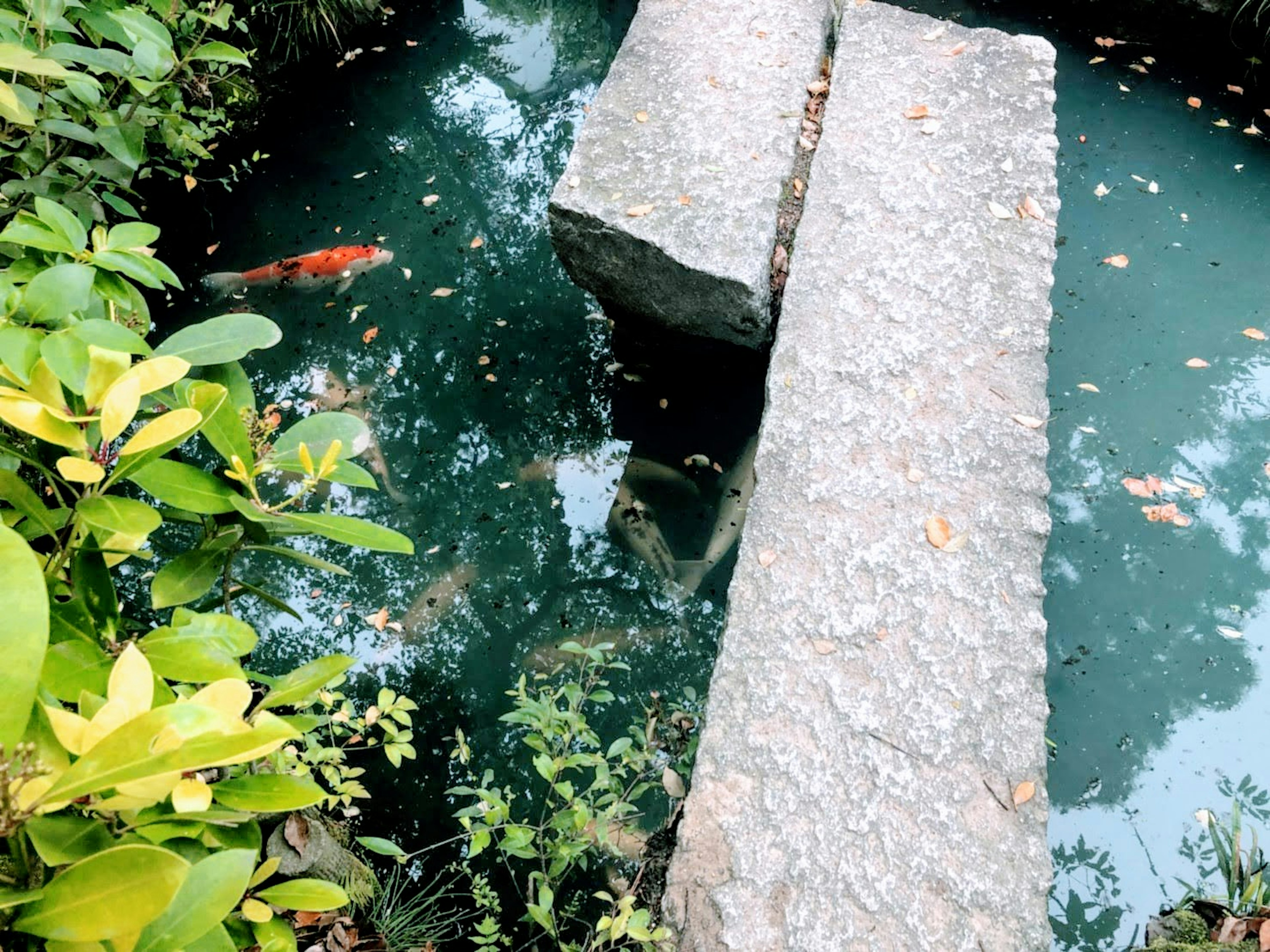 Jembatan batu di atas air hijau tenang dengan ikan koi