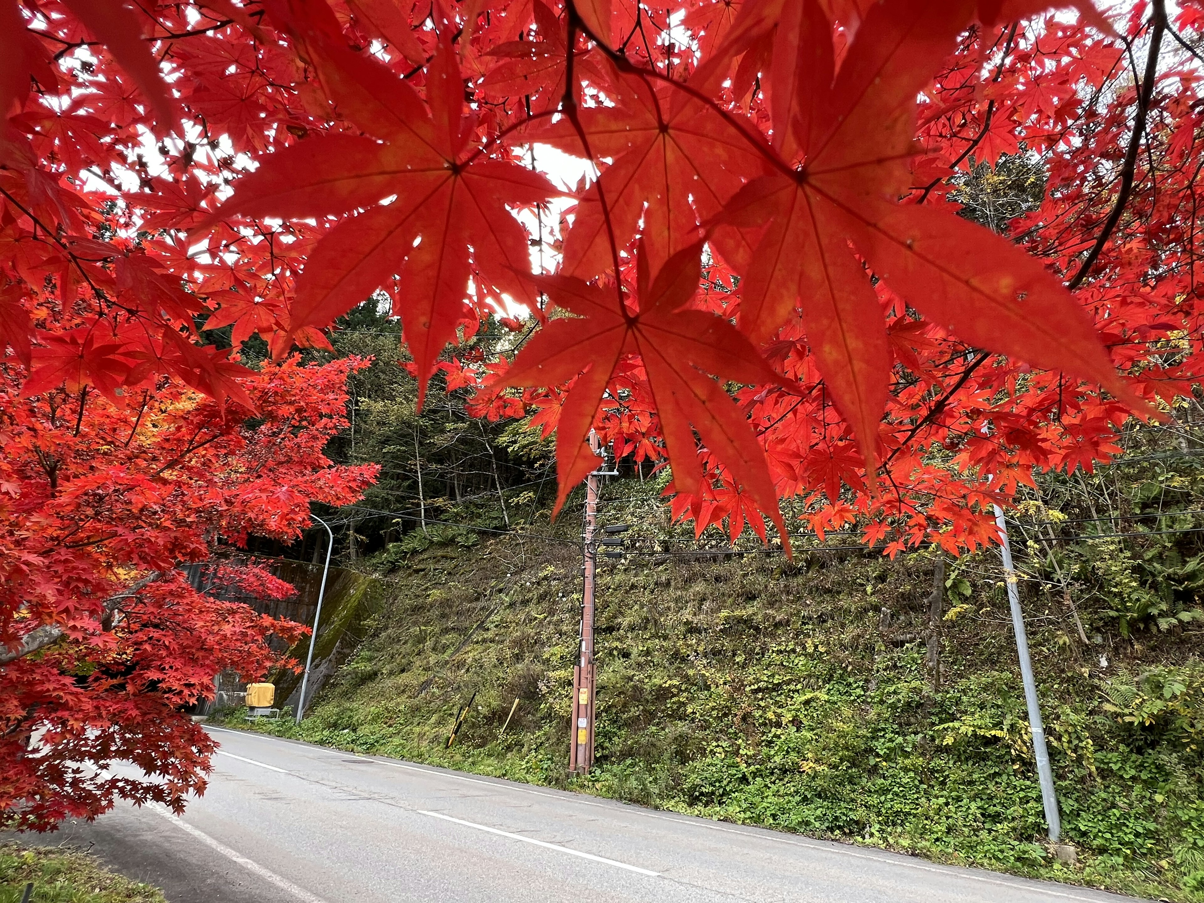 Pemandangan indah jalan yang dikelilingi daun maple merah cerah