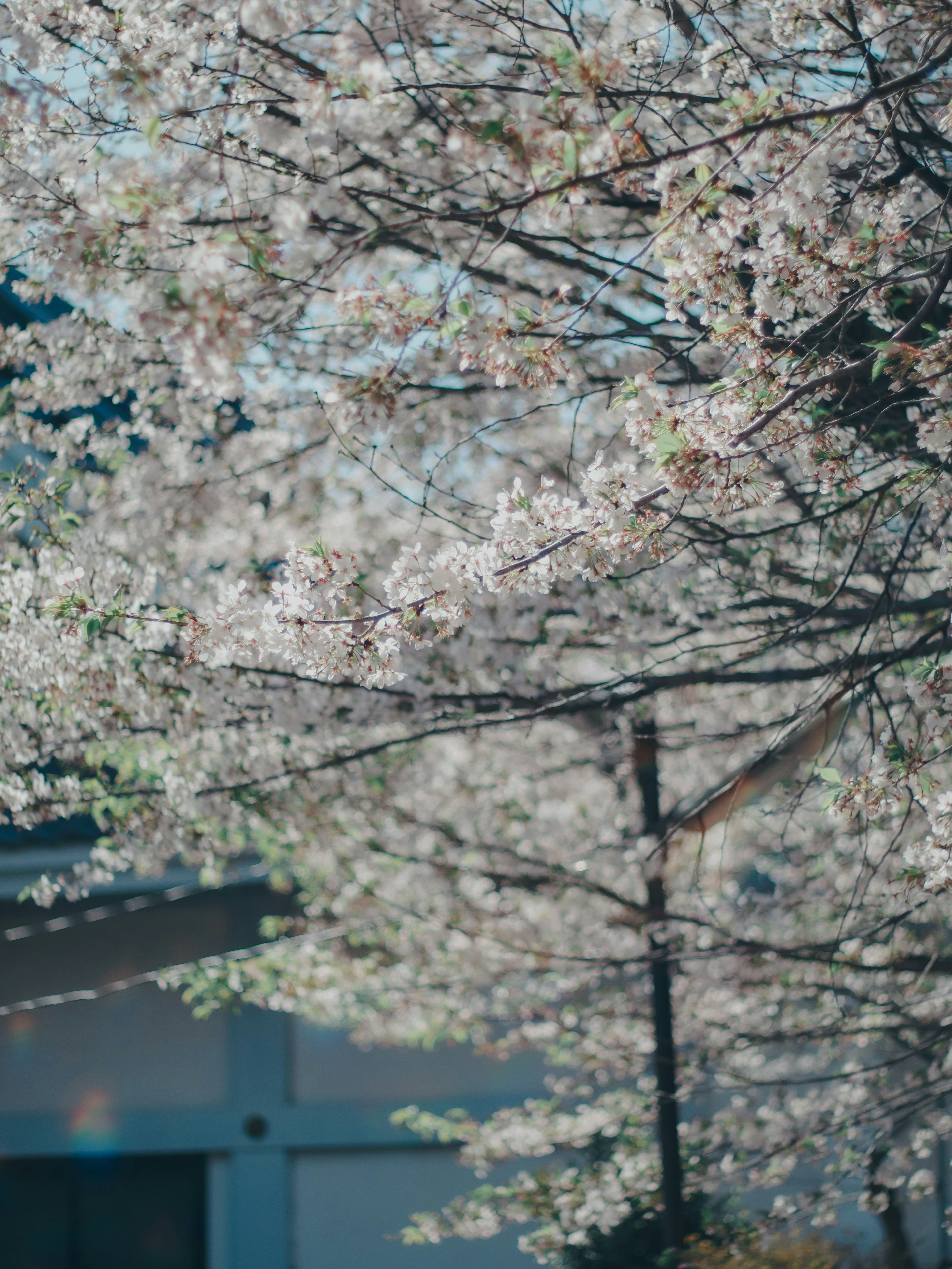 Primo piano di alberi di ciliegio in fiore