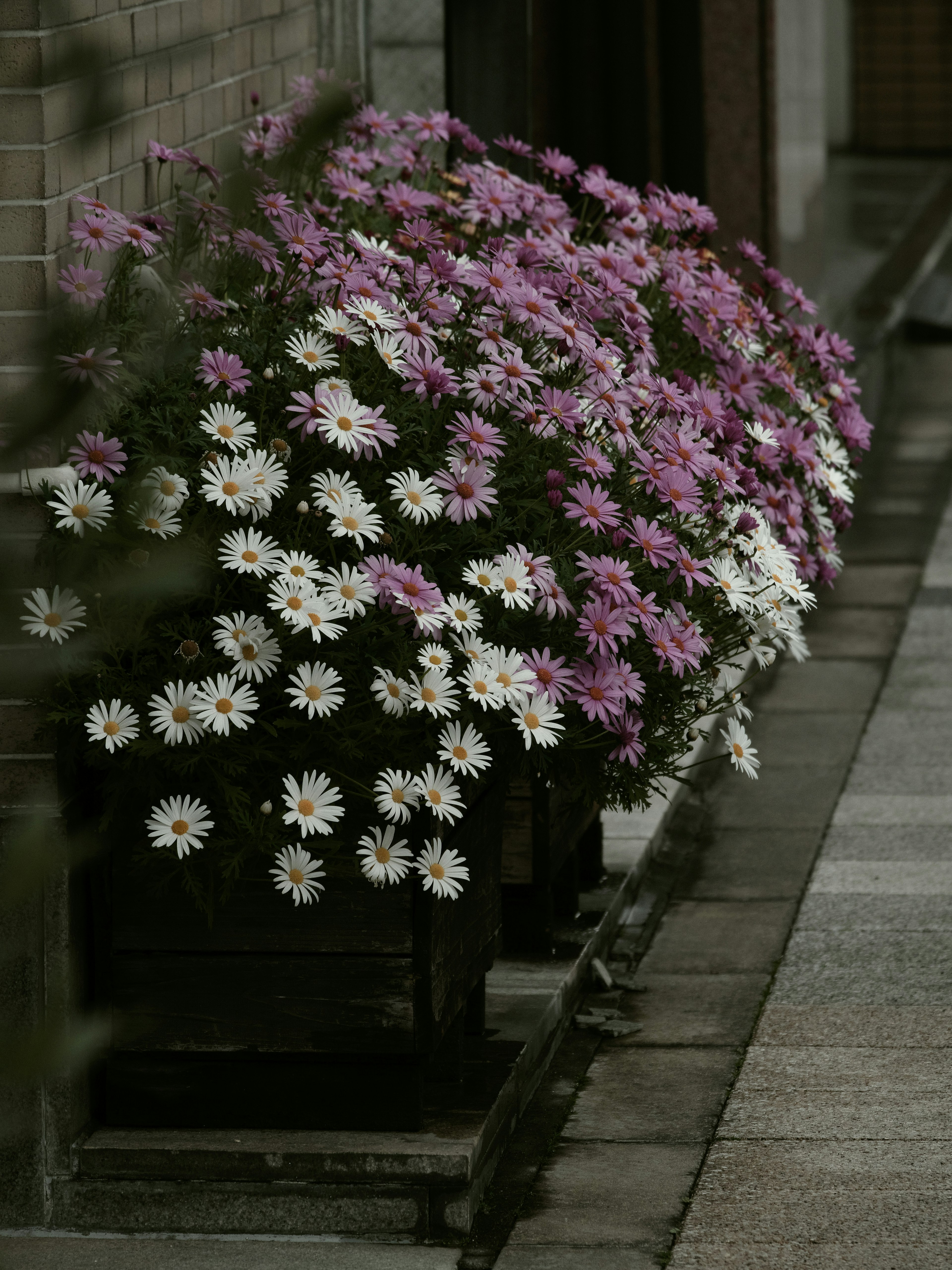 人行道花坛中绽放的多彩花朵