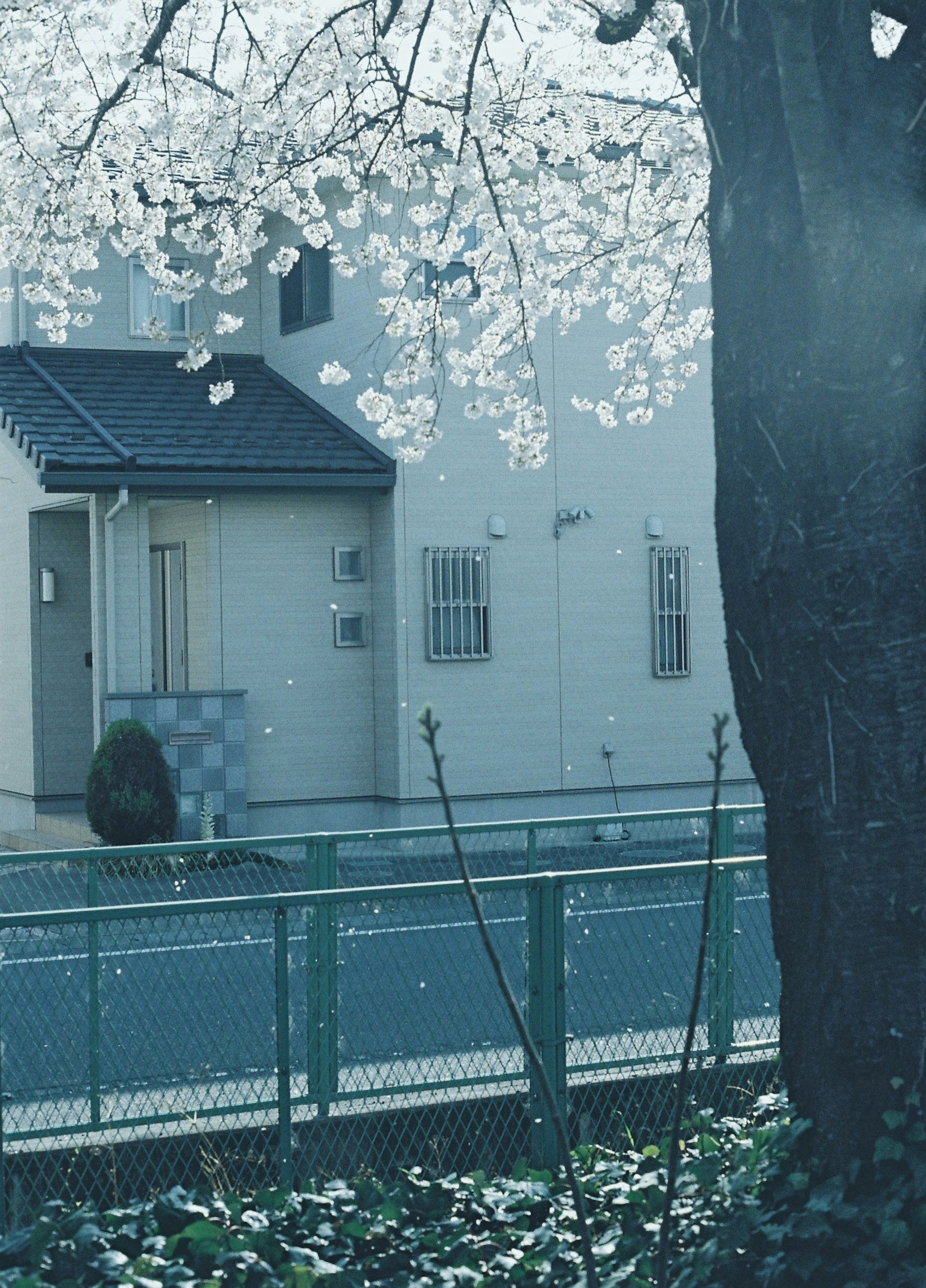 桜の花が咲く青い背景の住宅とフェンス