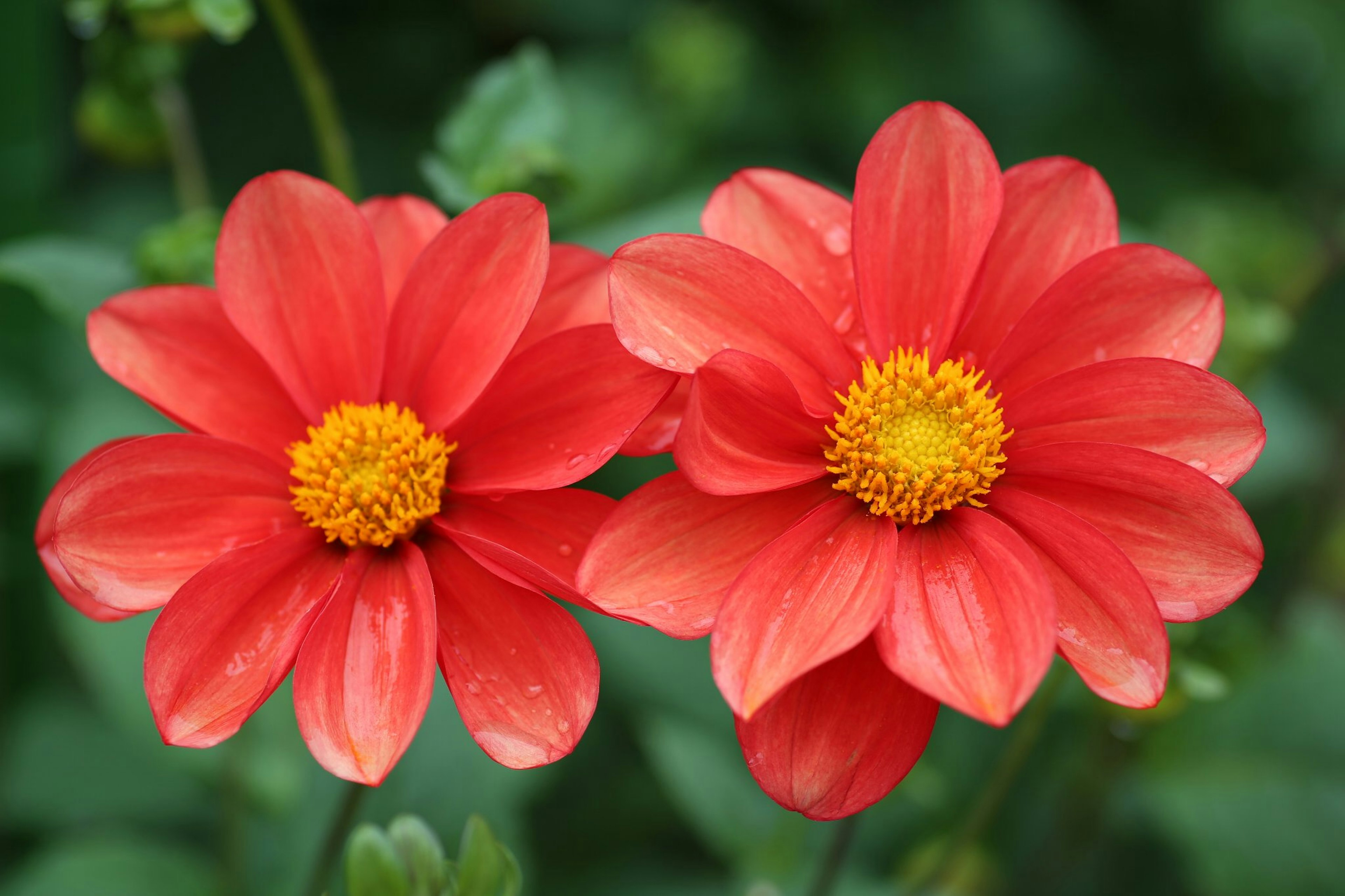 赤い花と黄色い中心の花が二つ並んでいる