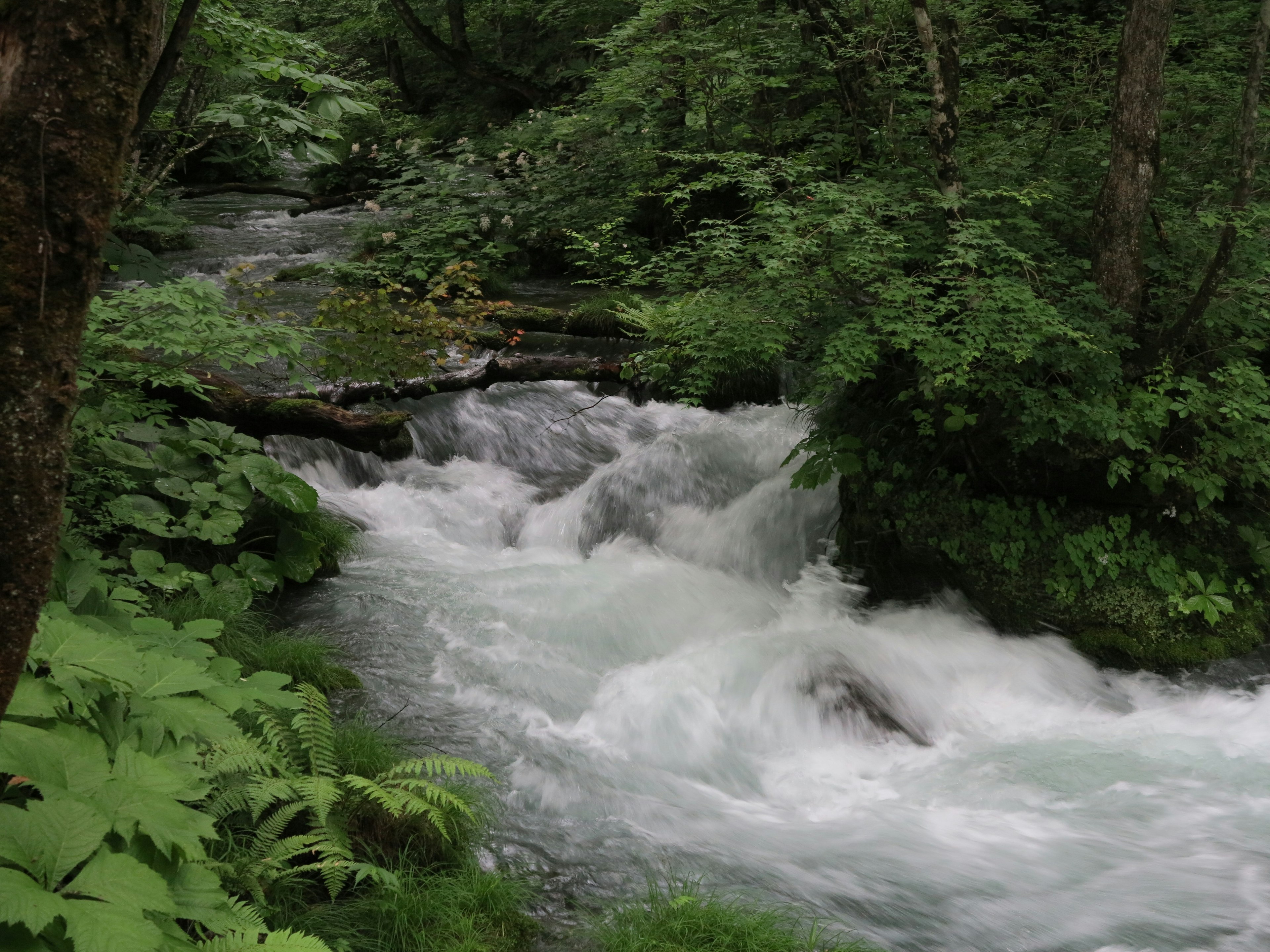 A scenic view of a clear stream flowing through lush green forest