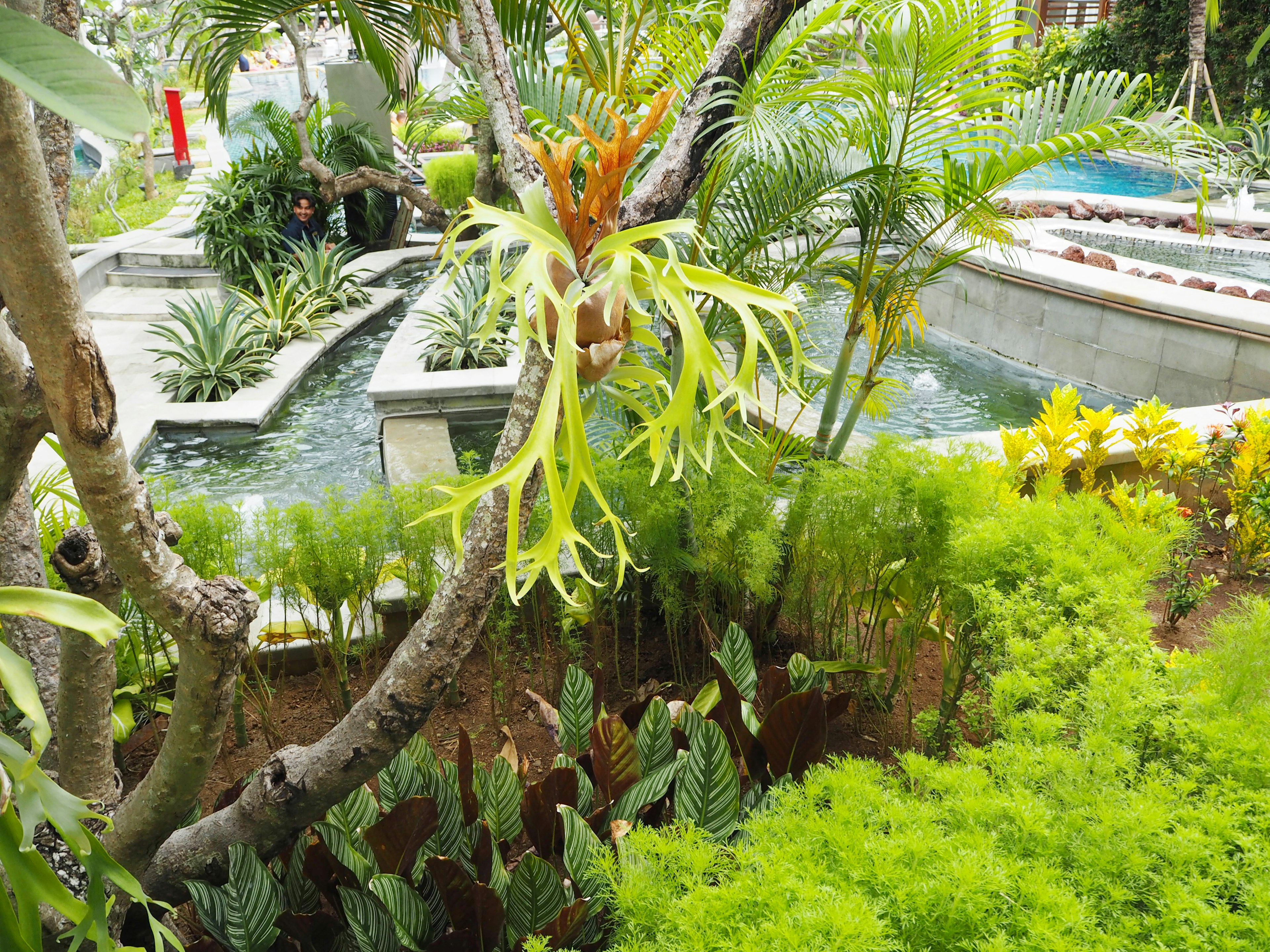 郁郁蔥蔥的花園場景，流動的水和多樣的植物