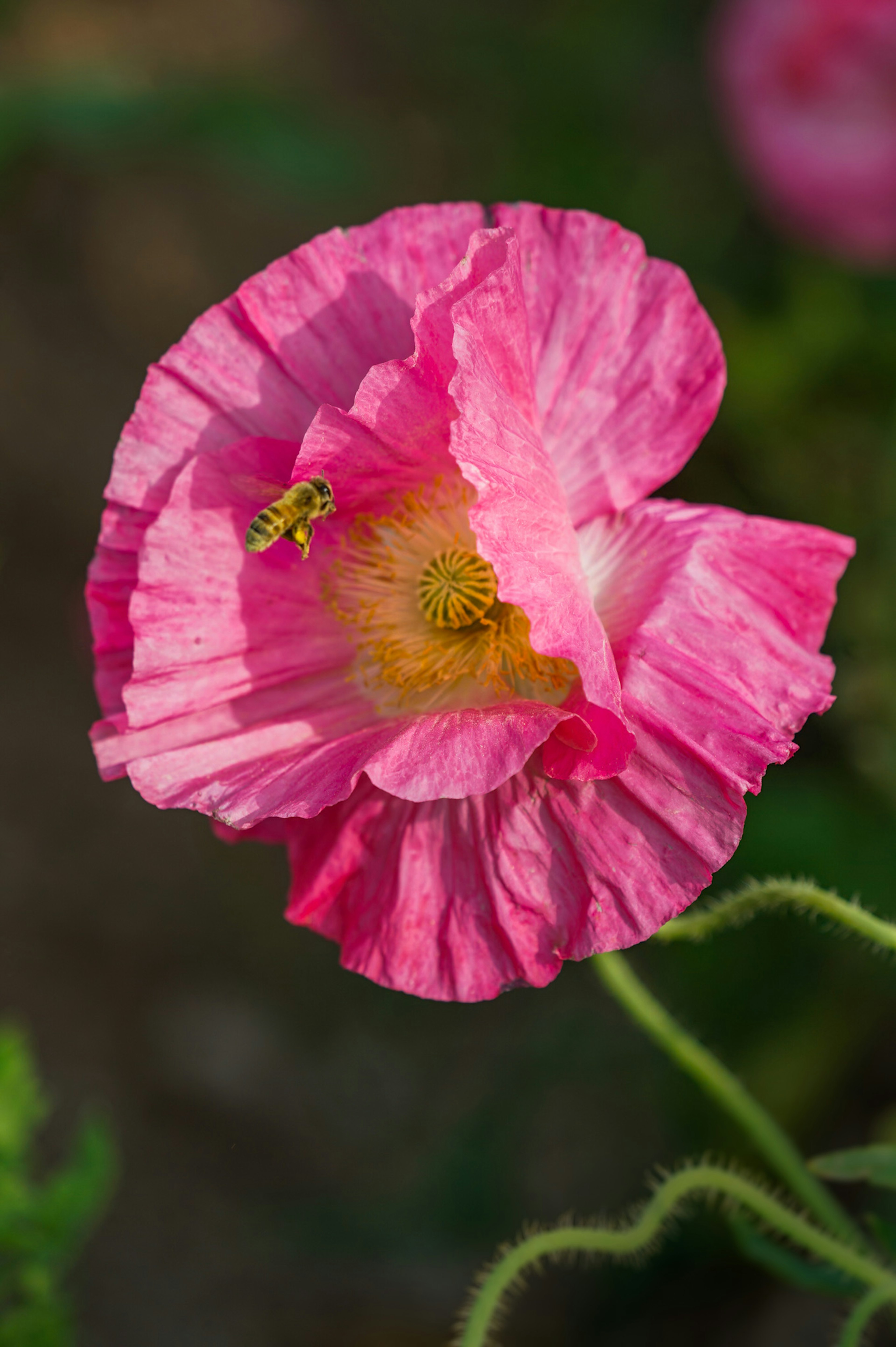 Fleur de pavot rose avec une abeille à proximité