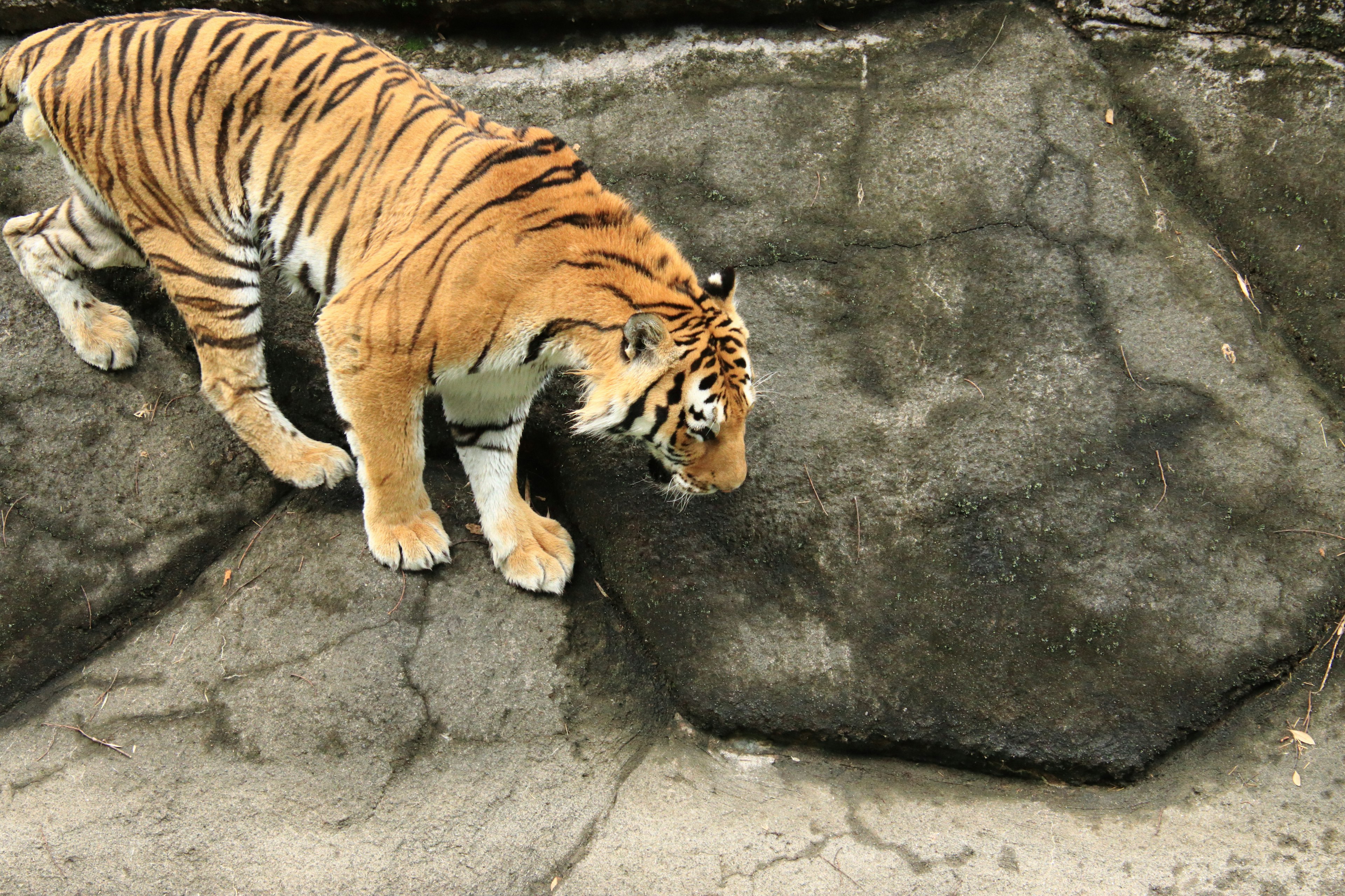 Tigre marchant sur une surface rocheuse