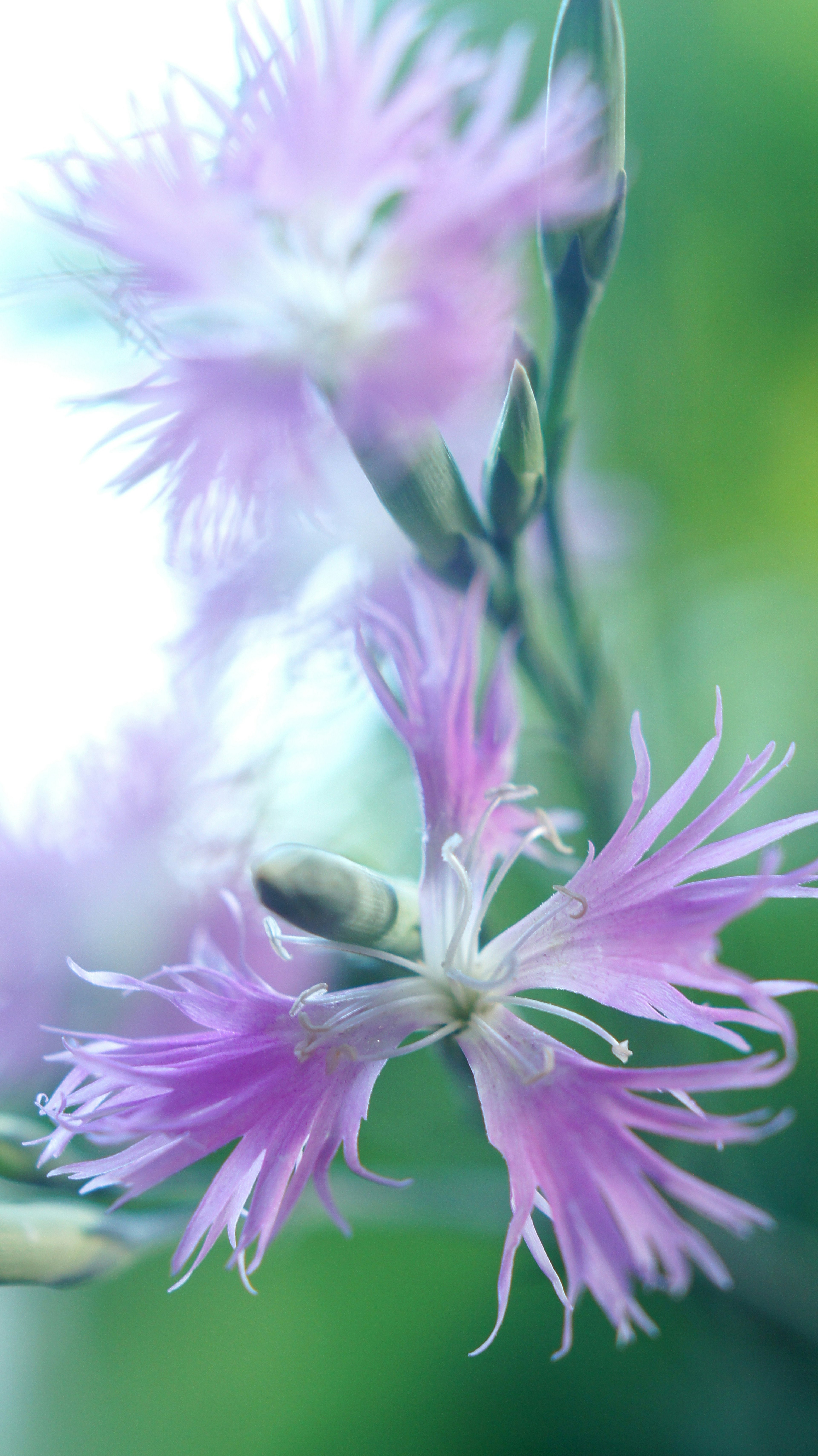 Primer plano de flores moradas delicadas en una rama con un fondo verde suave