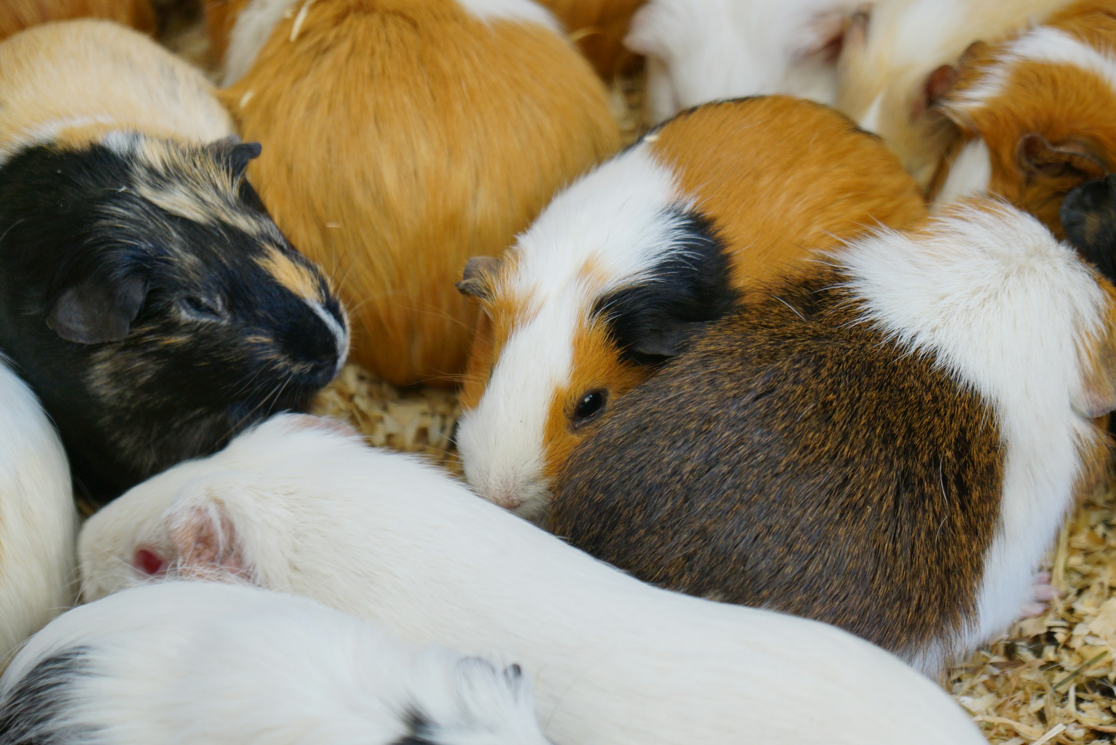 A group of guinea pigs cuddling together