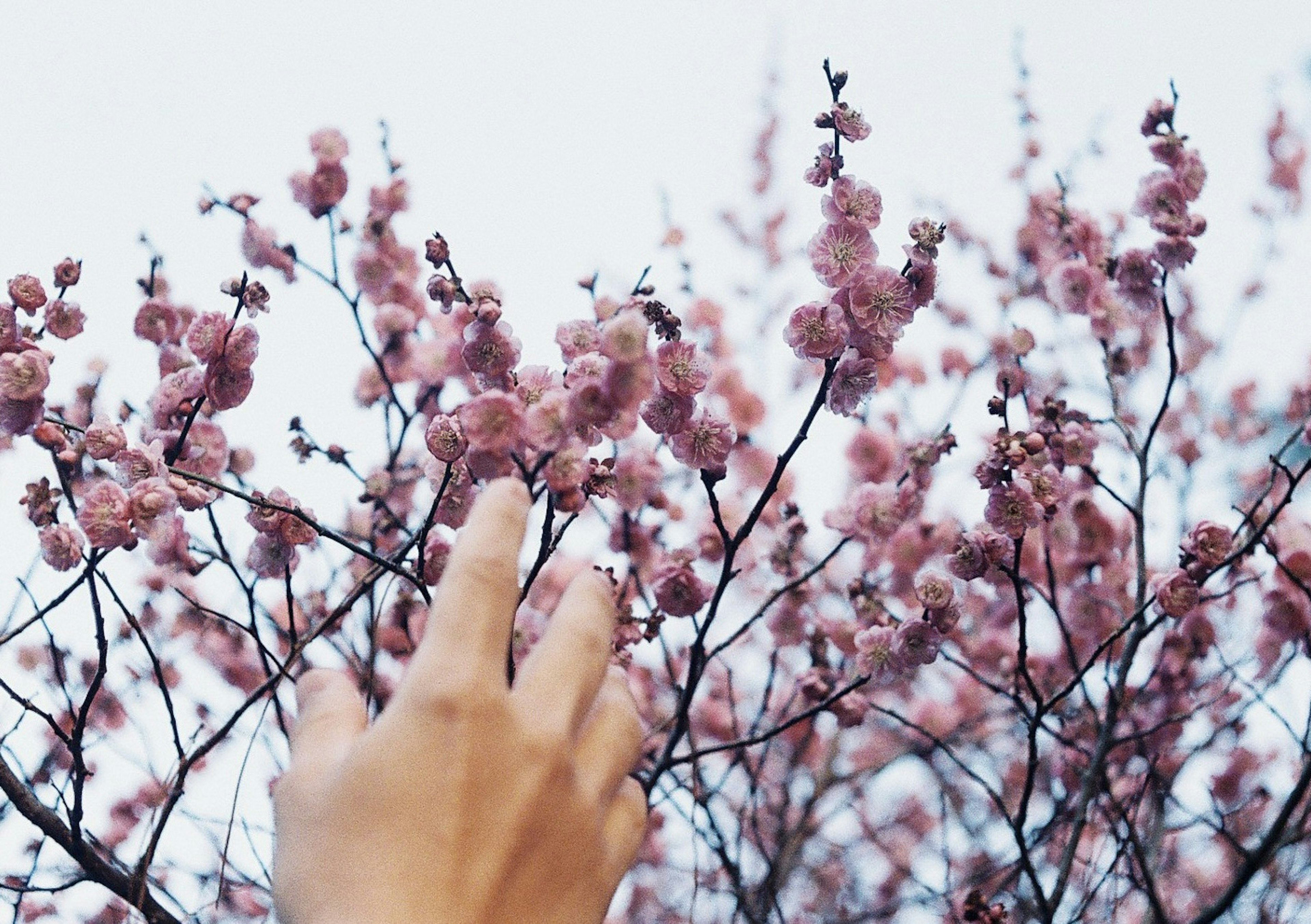 手が桜の花に触れているシーン