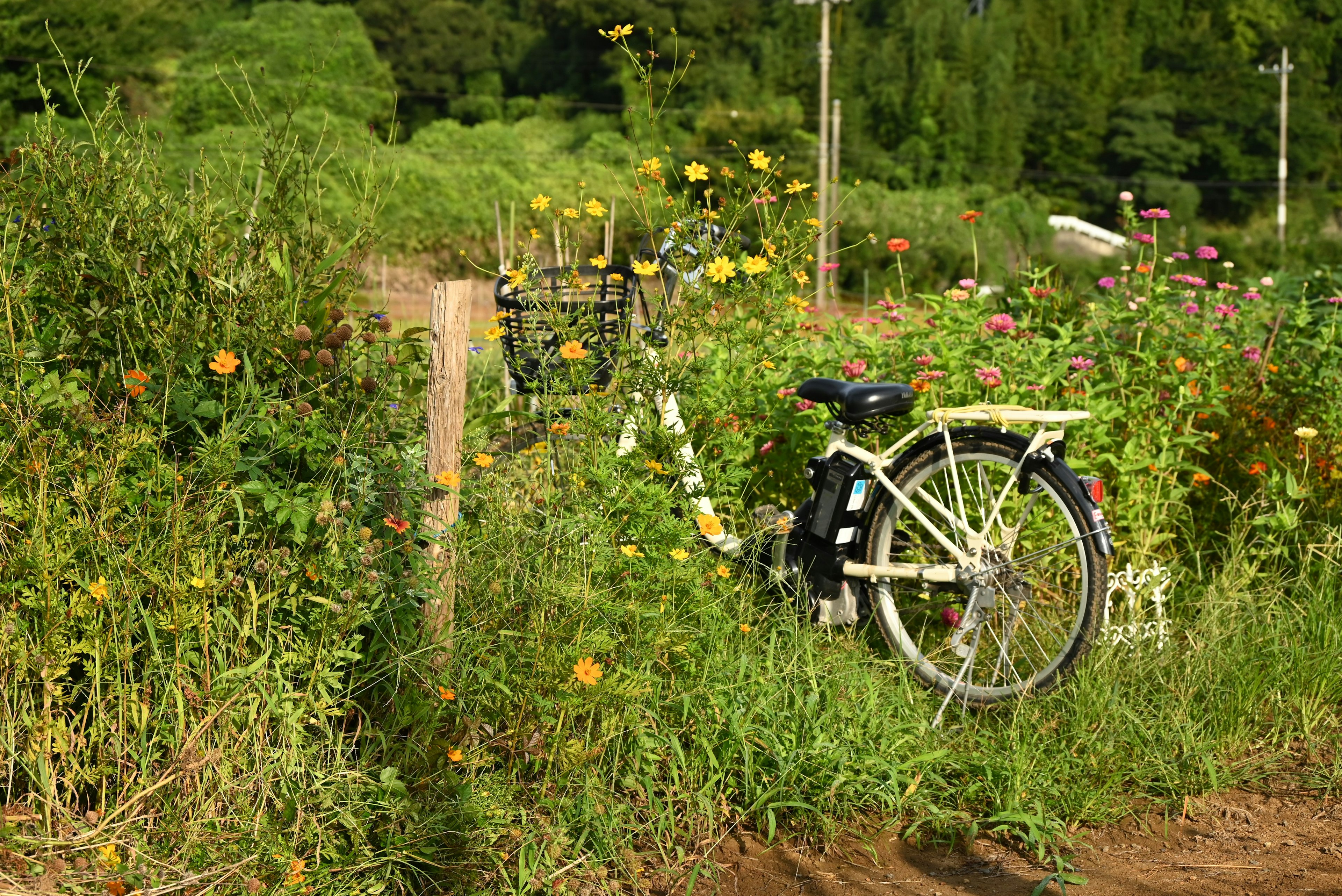 緑の草花に囲まれた自転車と自然の風景