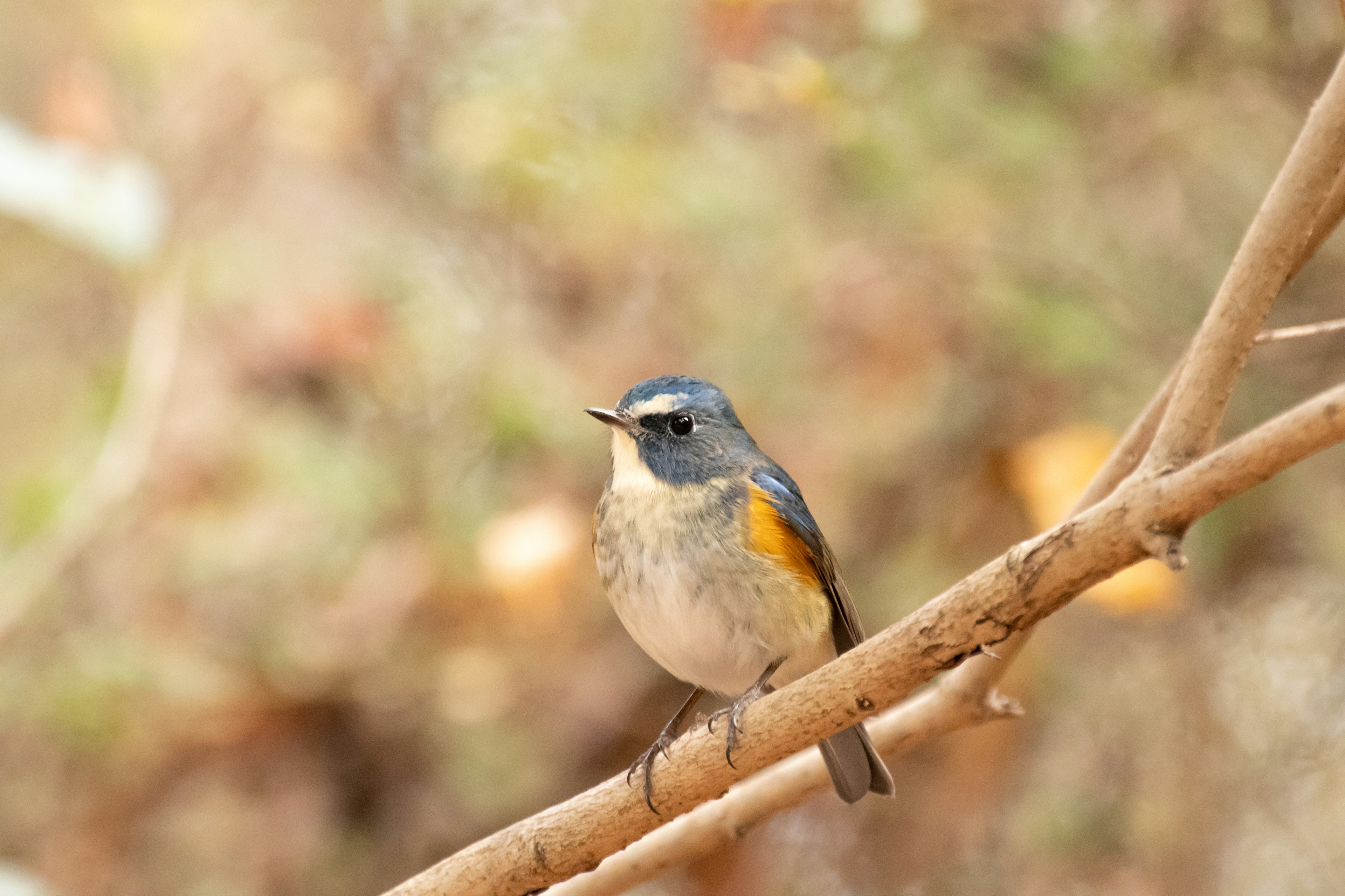 Gambar burung kecil bertengger di cabang dengan bulu biru dan oranye