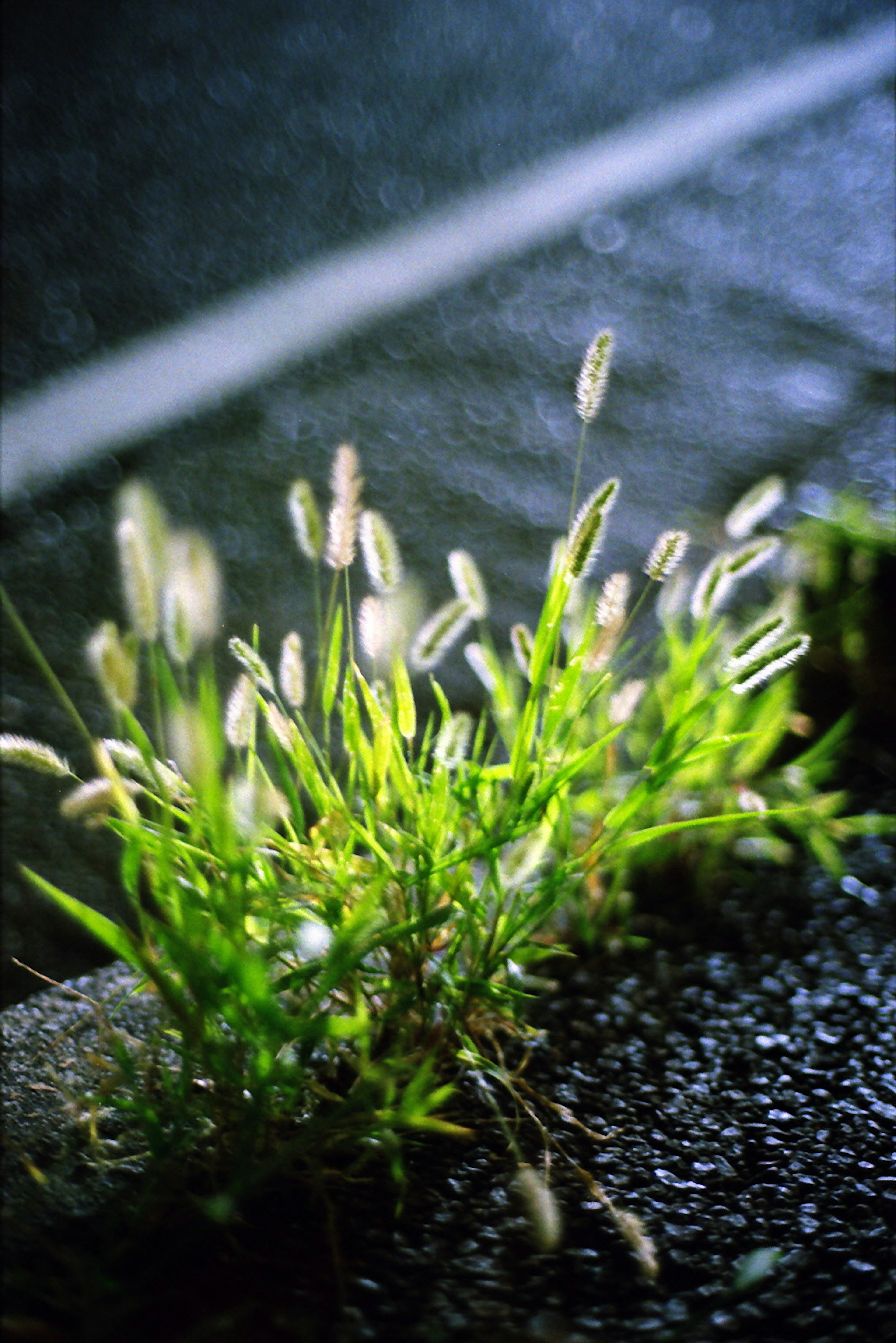 Green grass and white flower spikes growing at the edge of a dark road