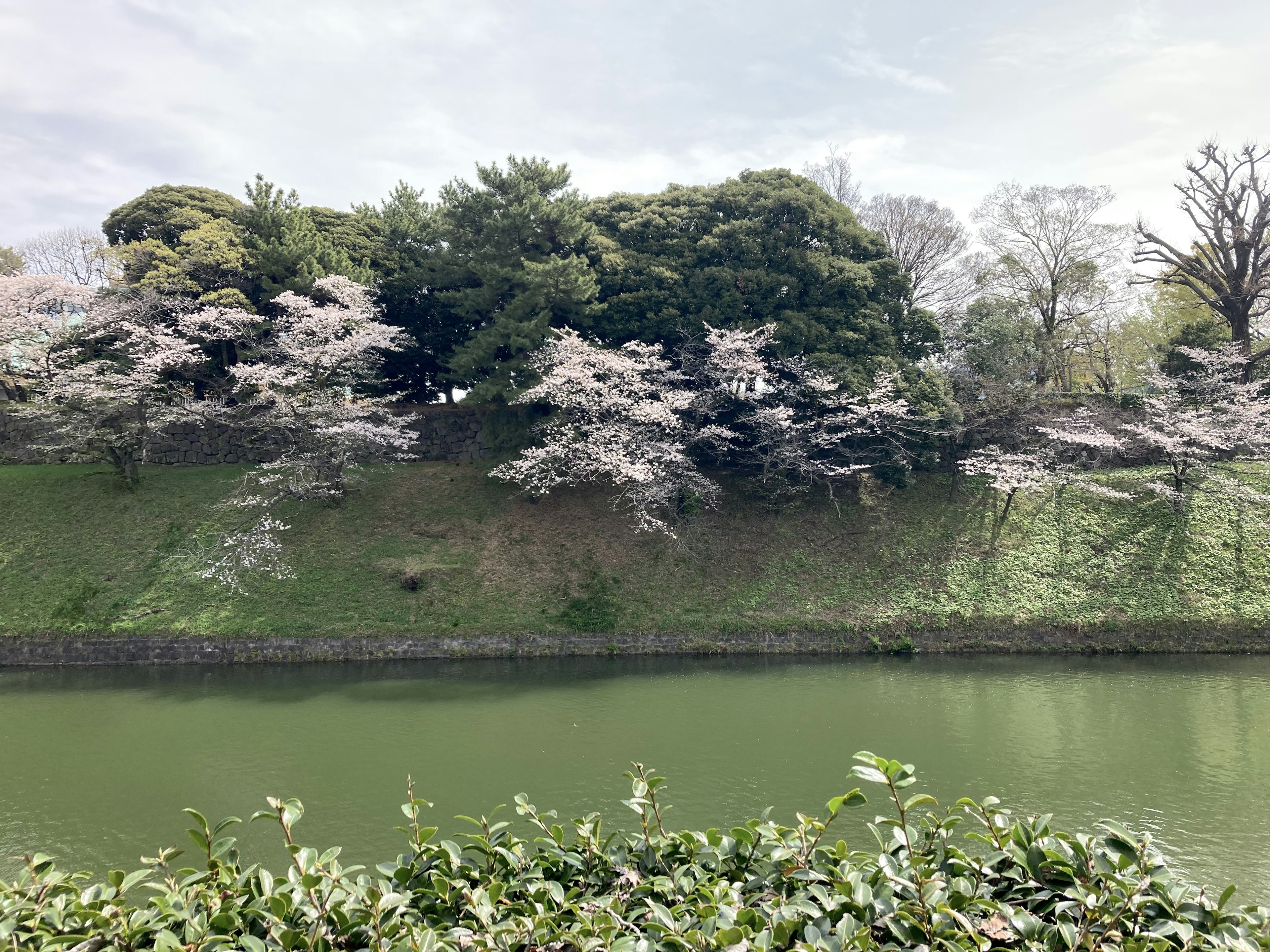 沿著綠色河流的櫻花樹的風景