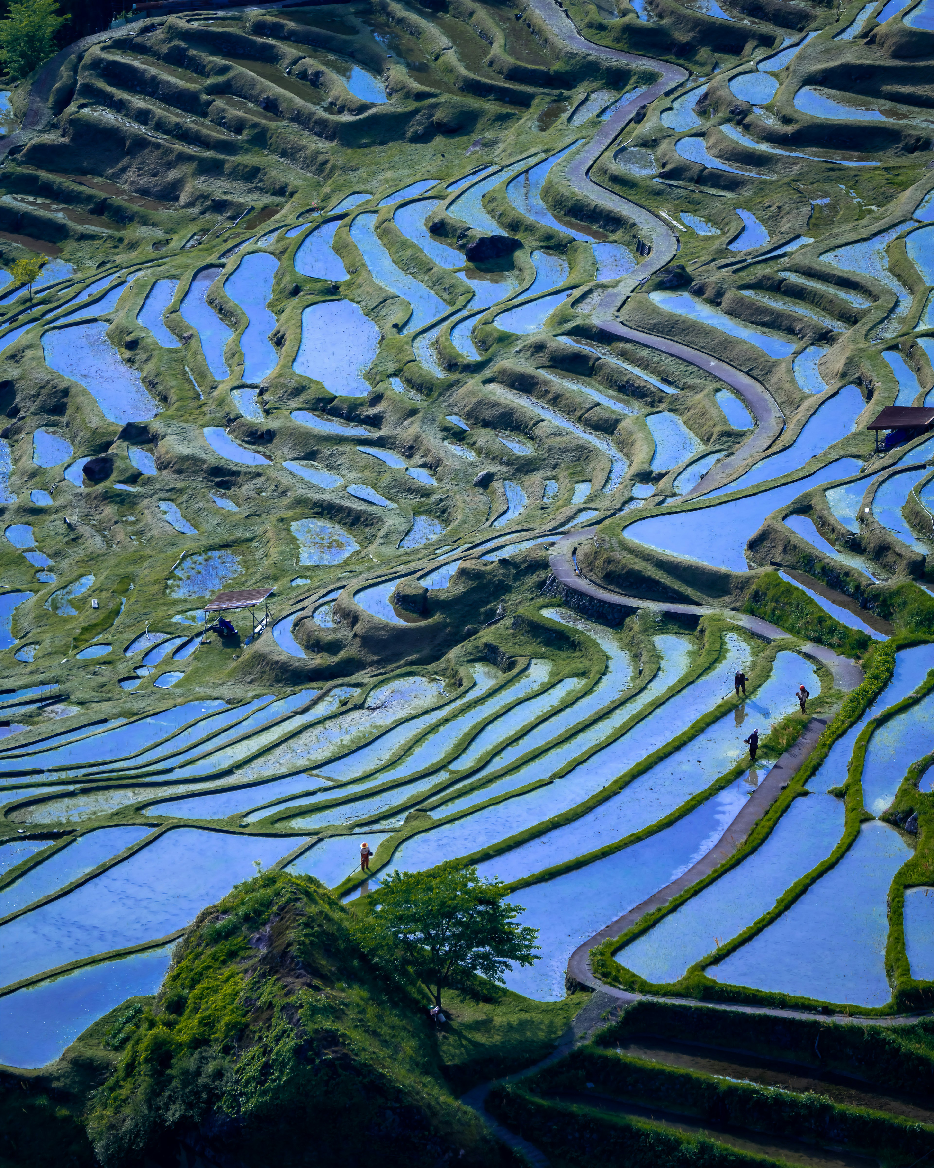 Ladang padi teras yang menakjubkan dengan refleksi air dan tanaman padi hijau