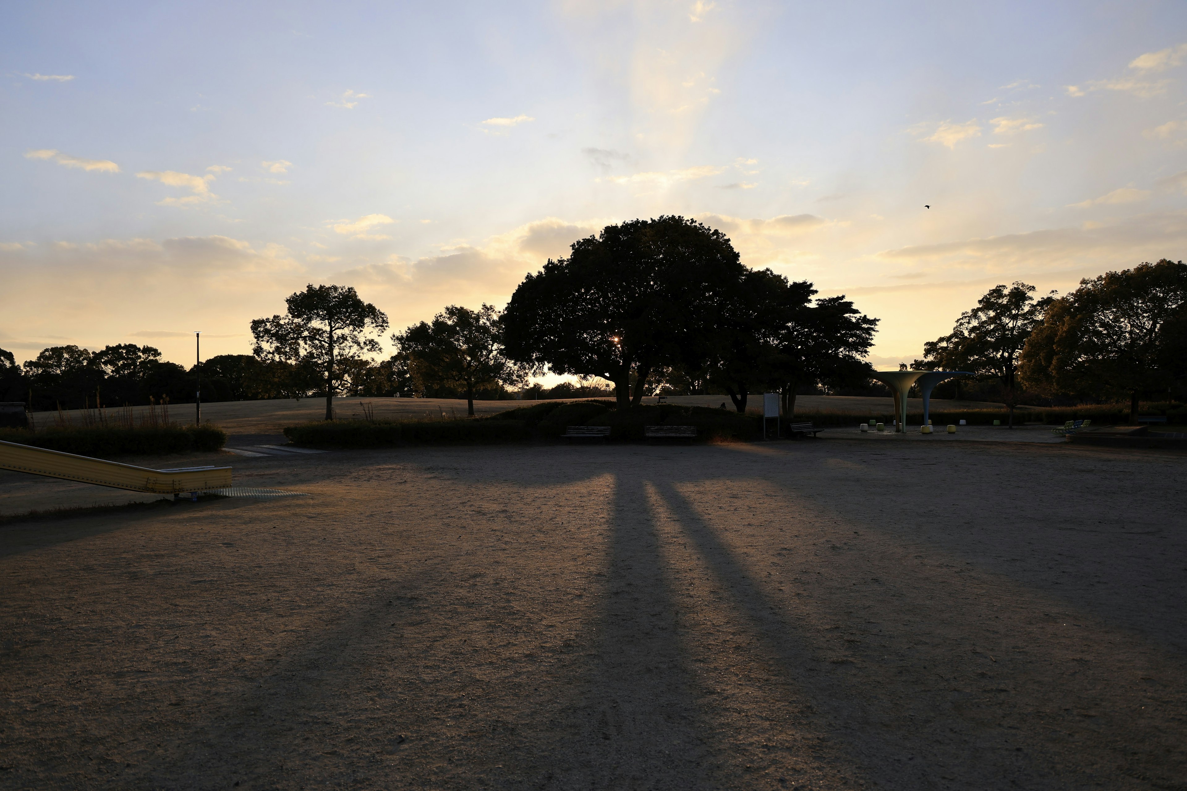 Silhouette von Bäumen vor einem Sonnenuntergangshimmel, der lange Schatten wirft