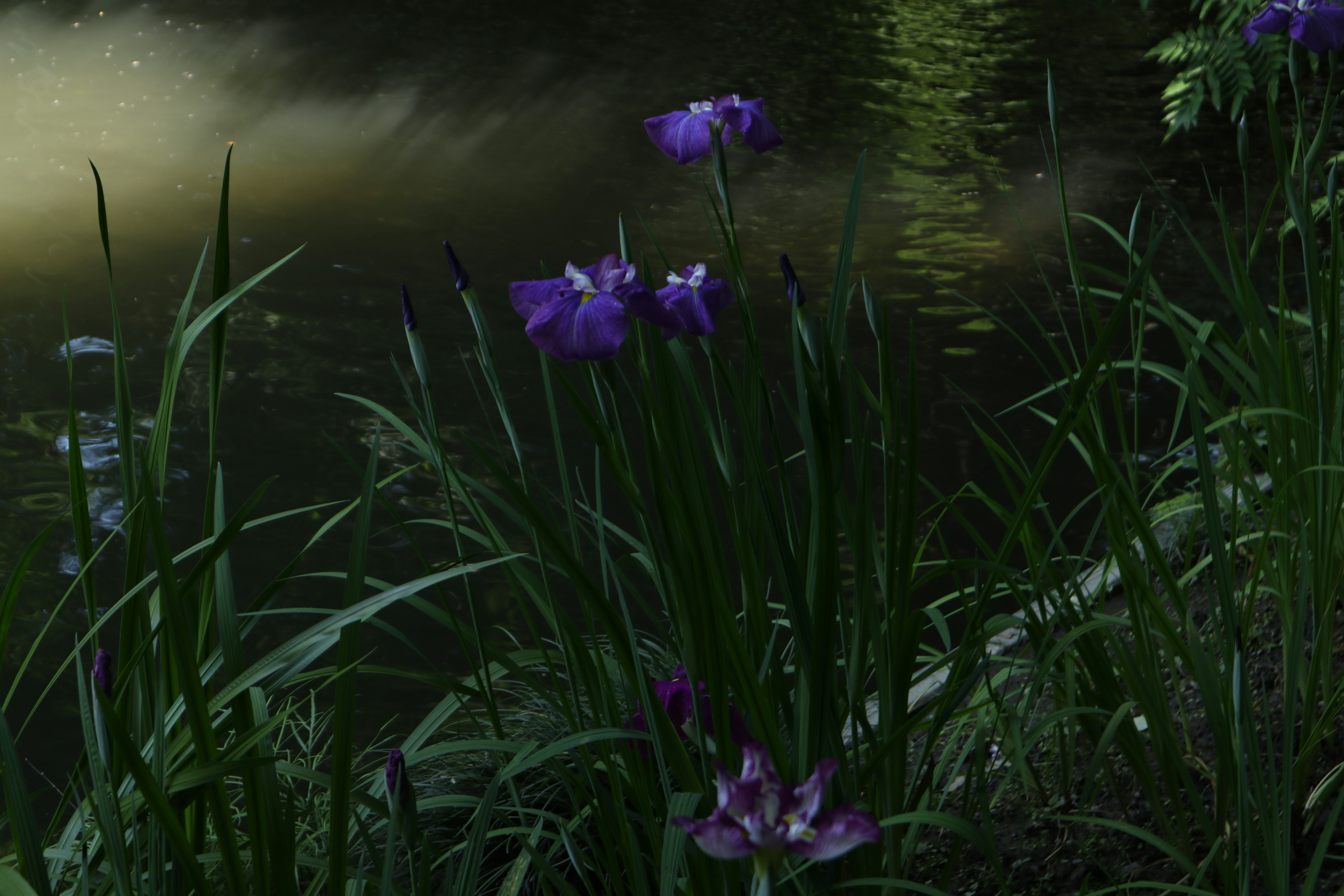 Gruppo di fiori viola al bordo dell'acqua