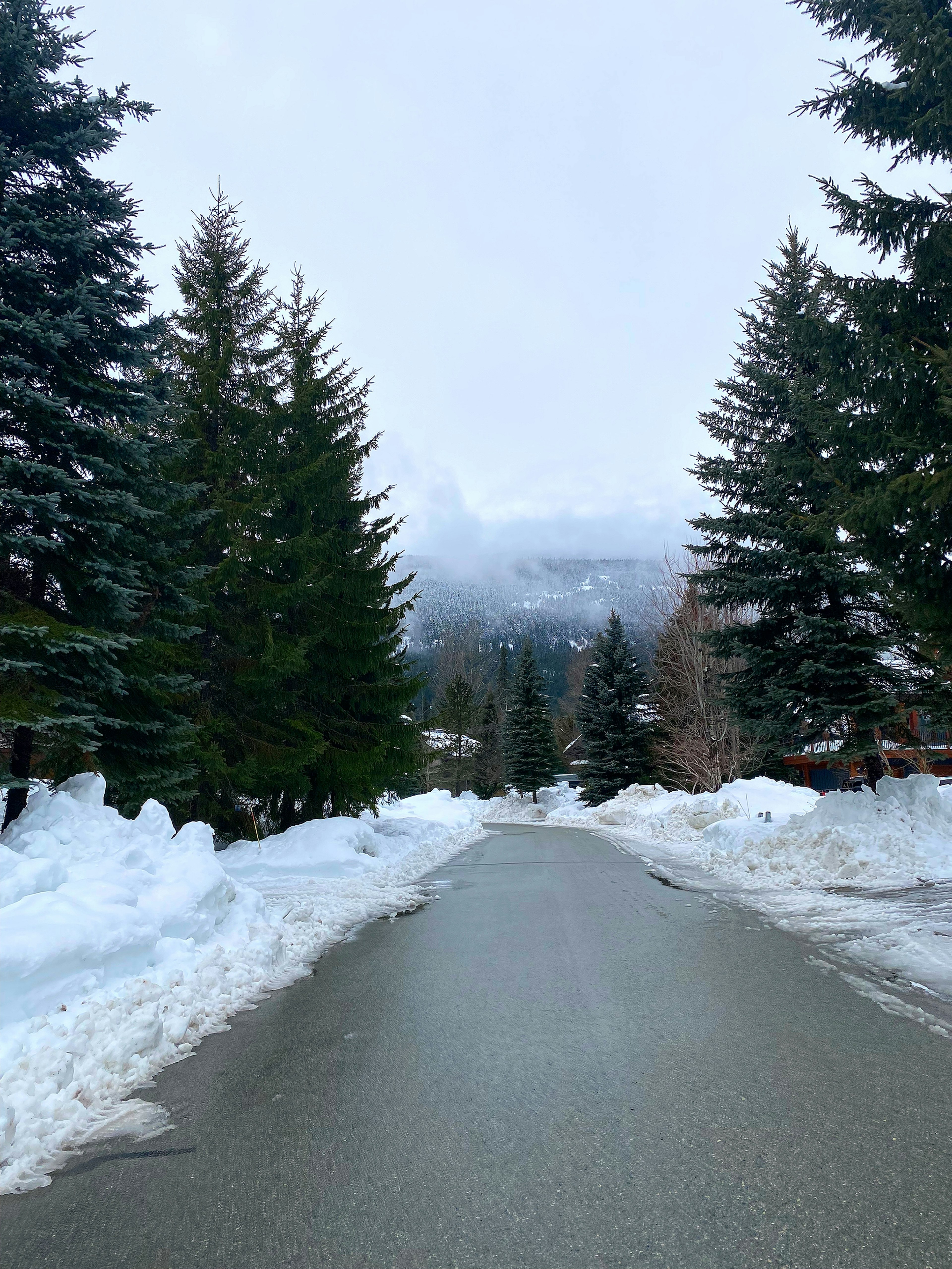 Strada coperta di neve fiancheggiata da alti alberi sempreverdi