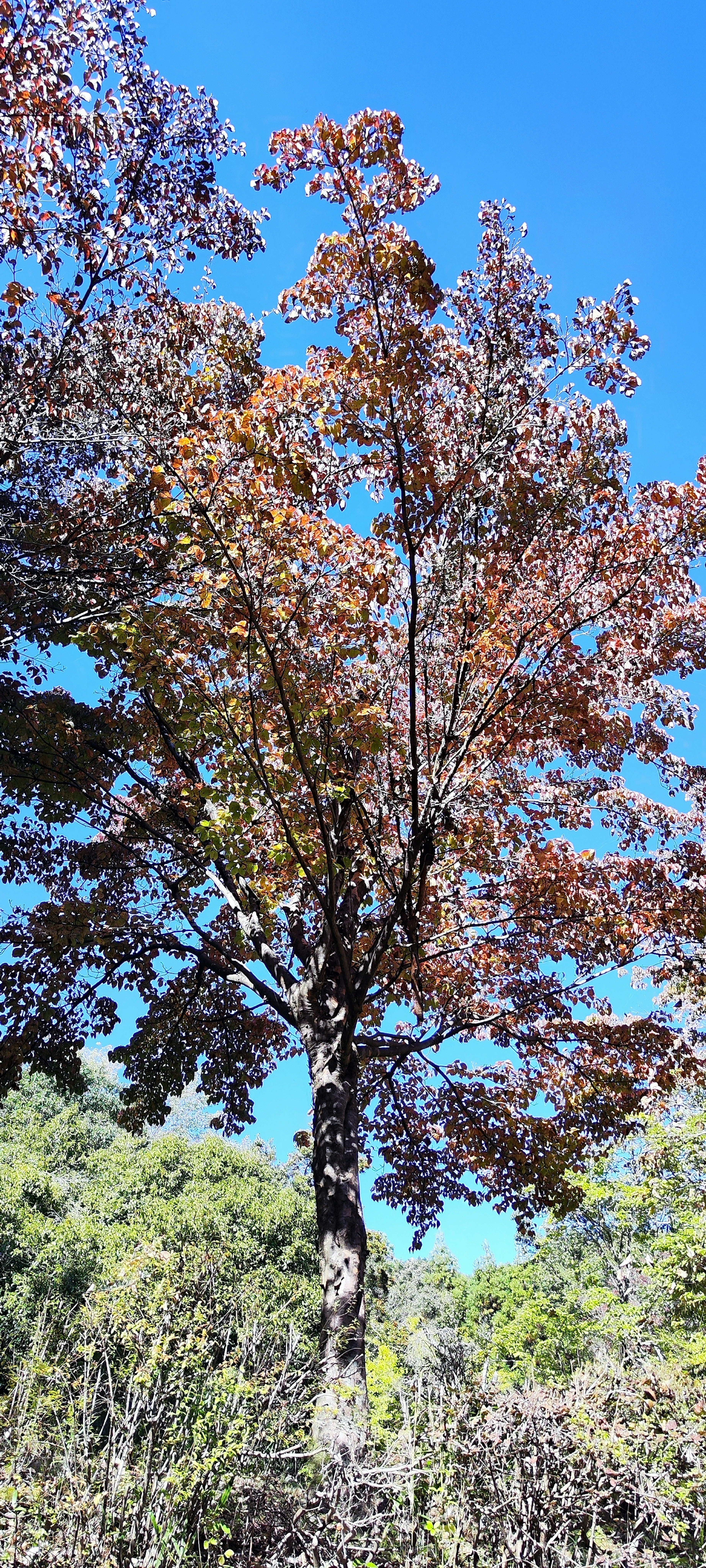 Un arbre avec des feuilles brunes sous un ciel bleu