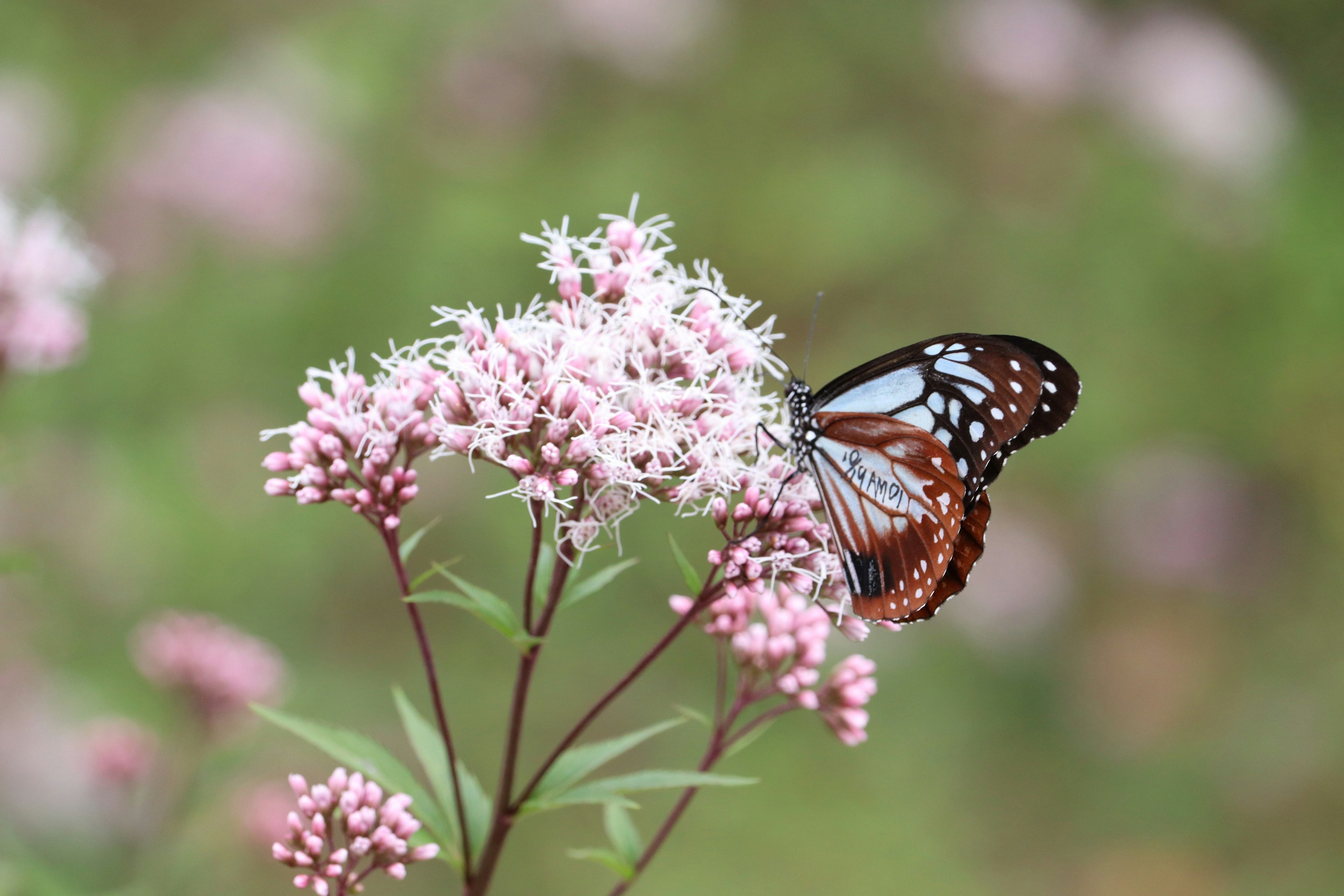 A butterfly perched on delicate pink flowers