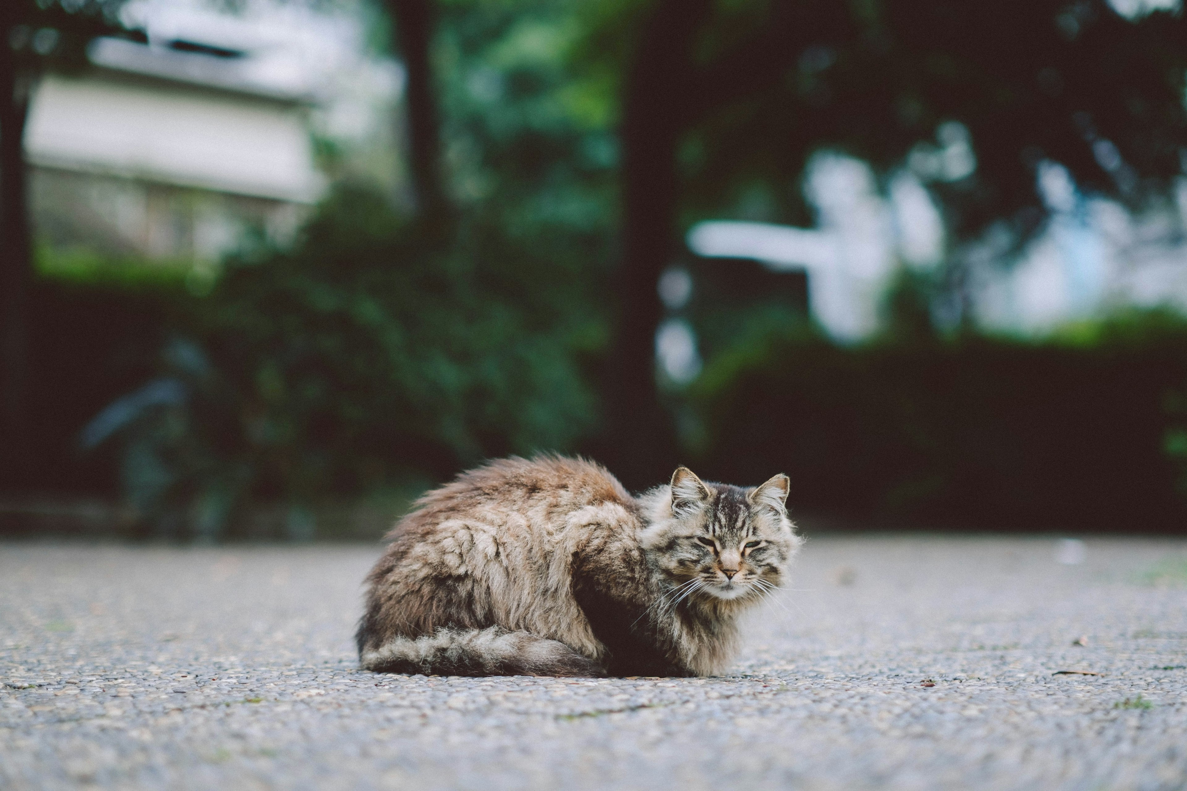 地面に座っている毛むくじゃらの猫 周囲に緑の植物がある