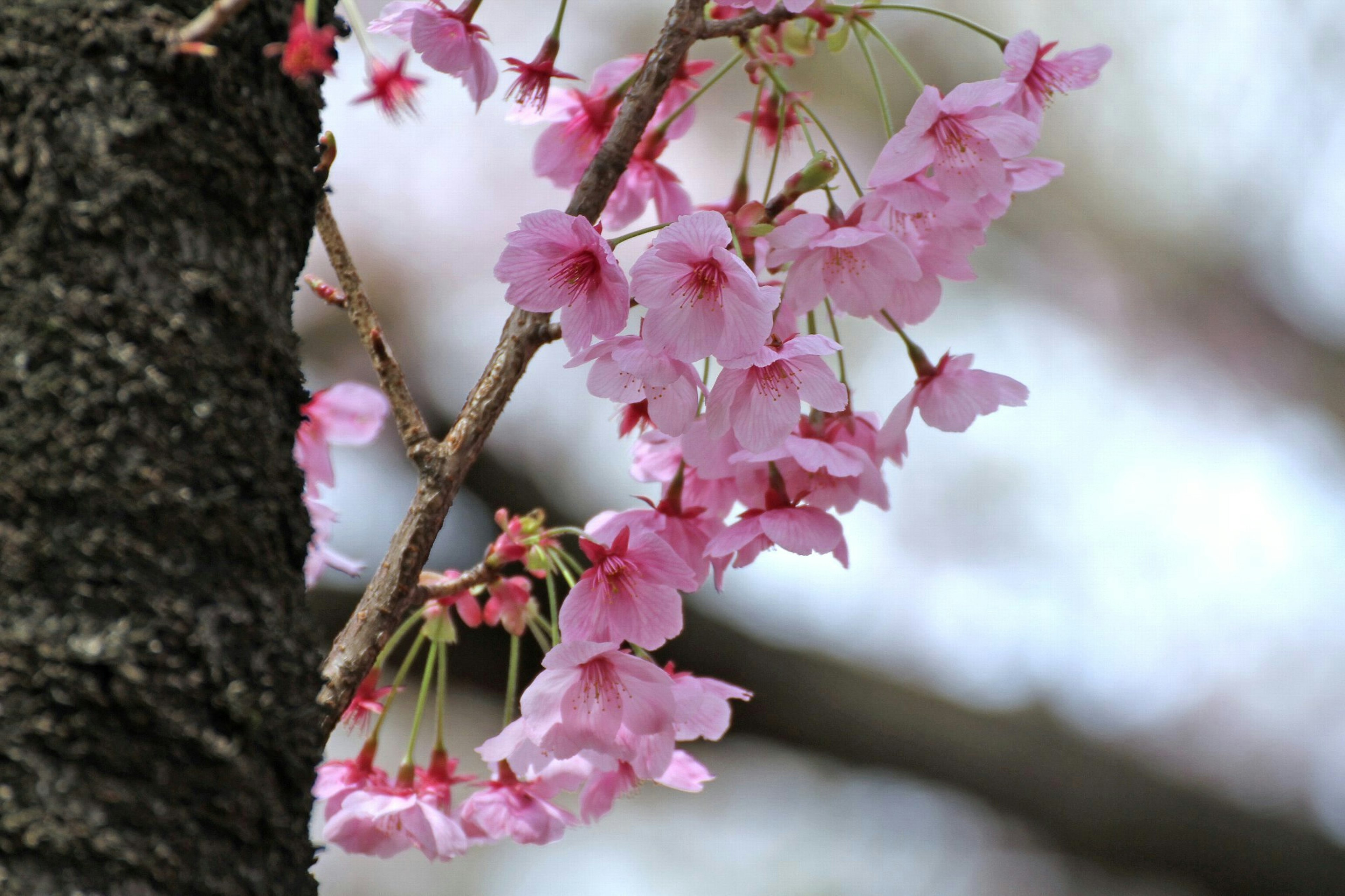 Gros plan sur des fleurs de cerisier sur une branche d'arbre