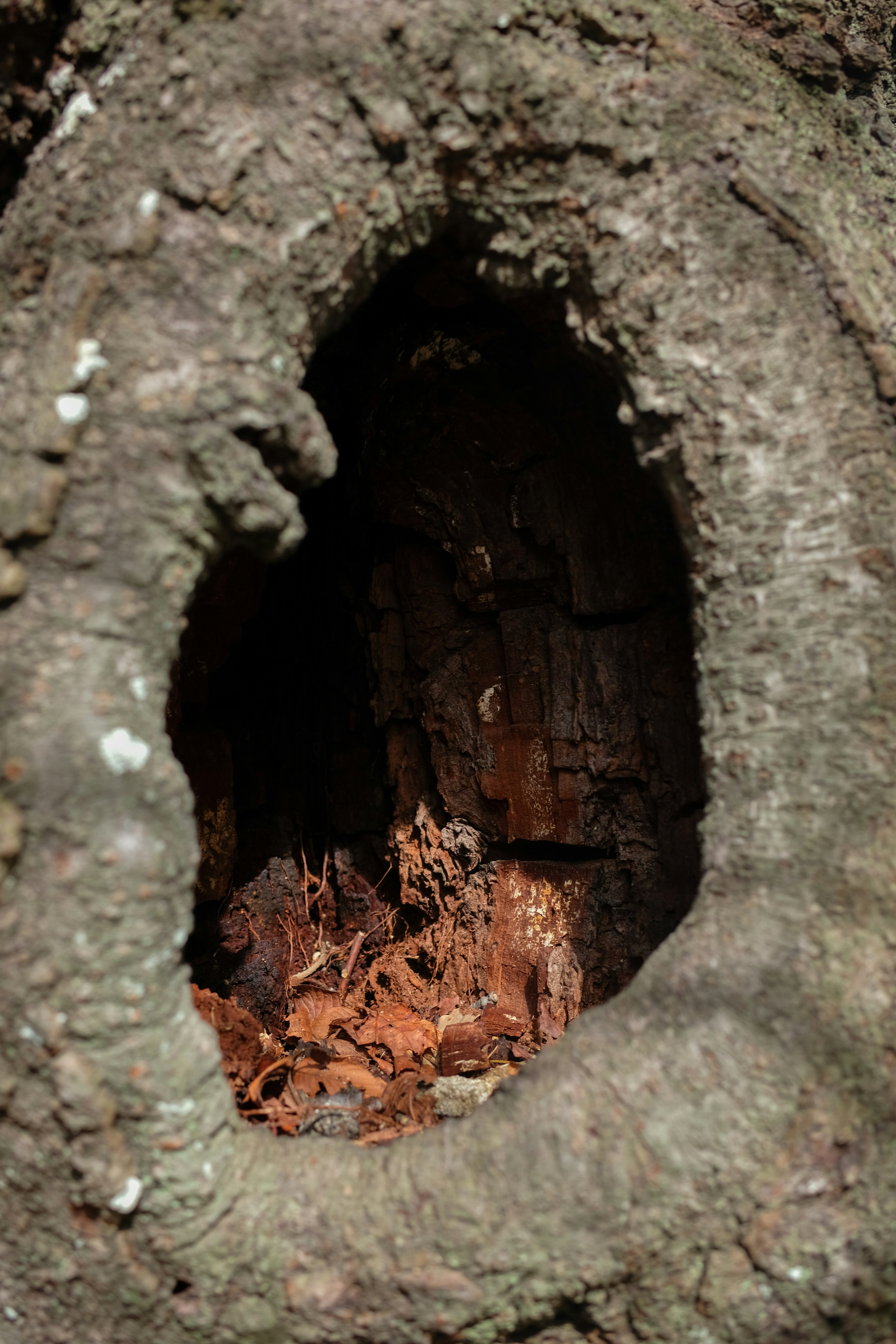 Vista dell'interno di un foro in un tronco d'albero