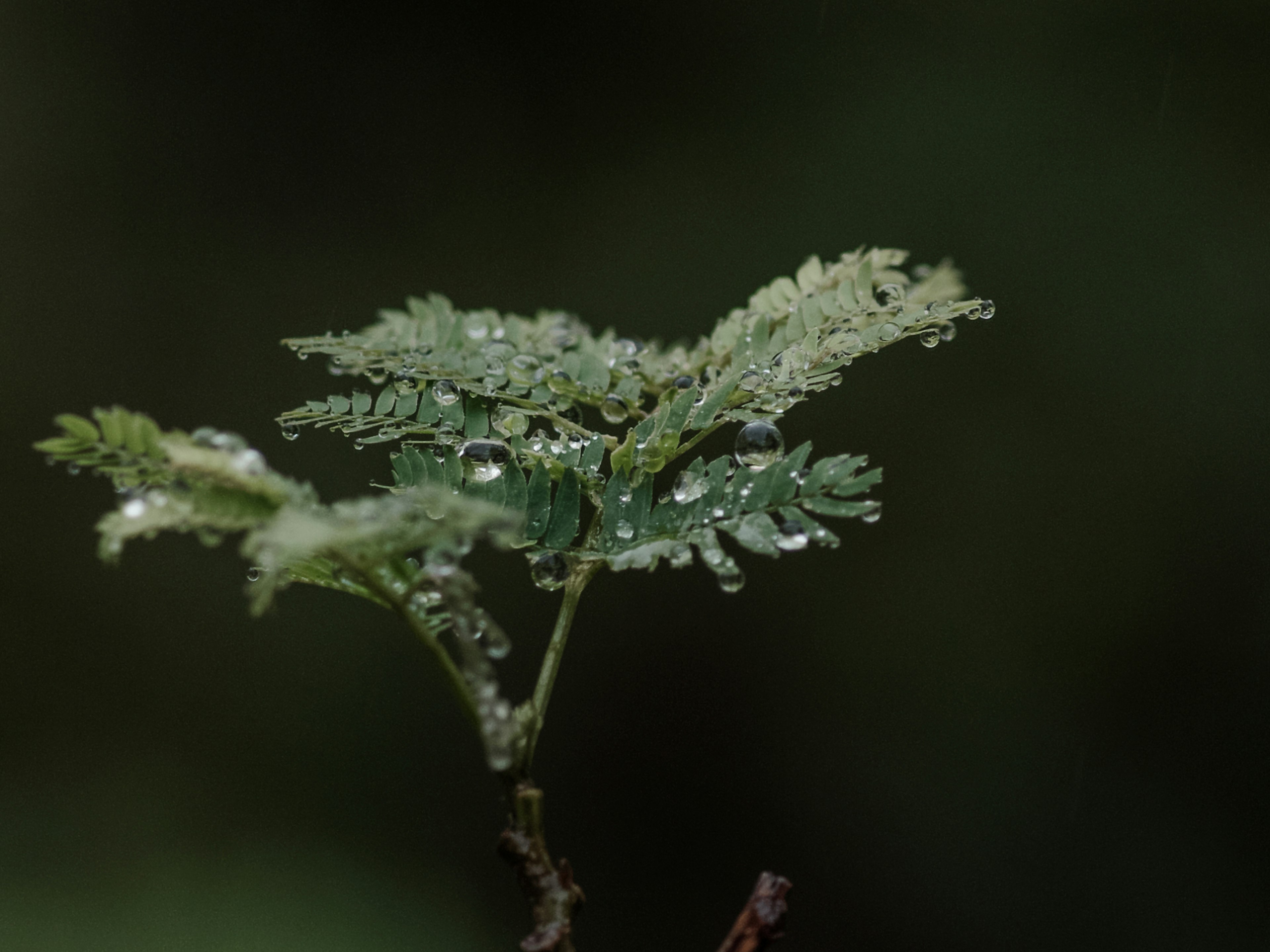 Close-up of a green leaf with water droplets