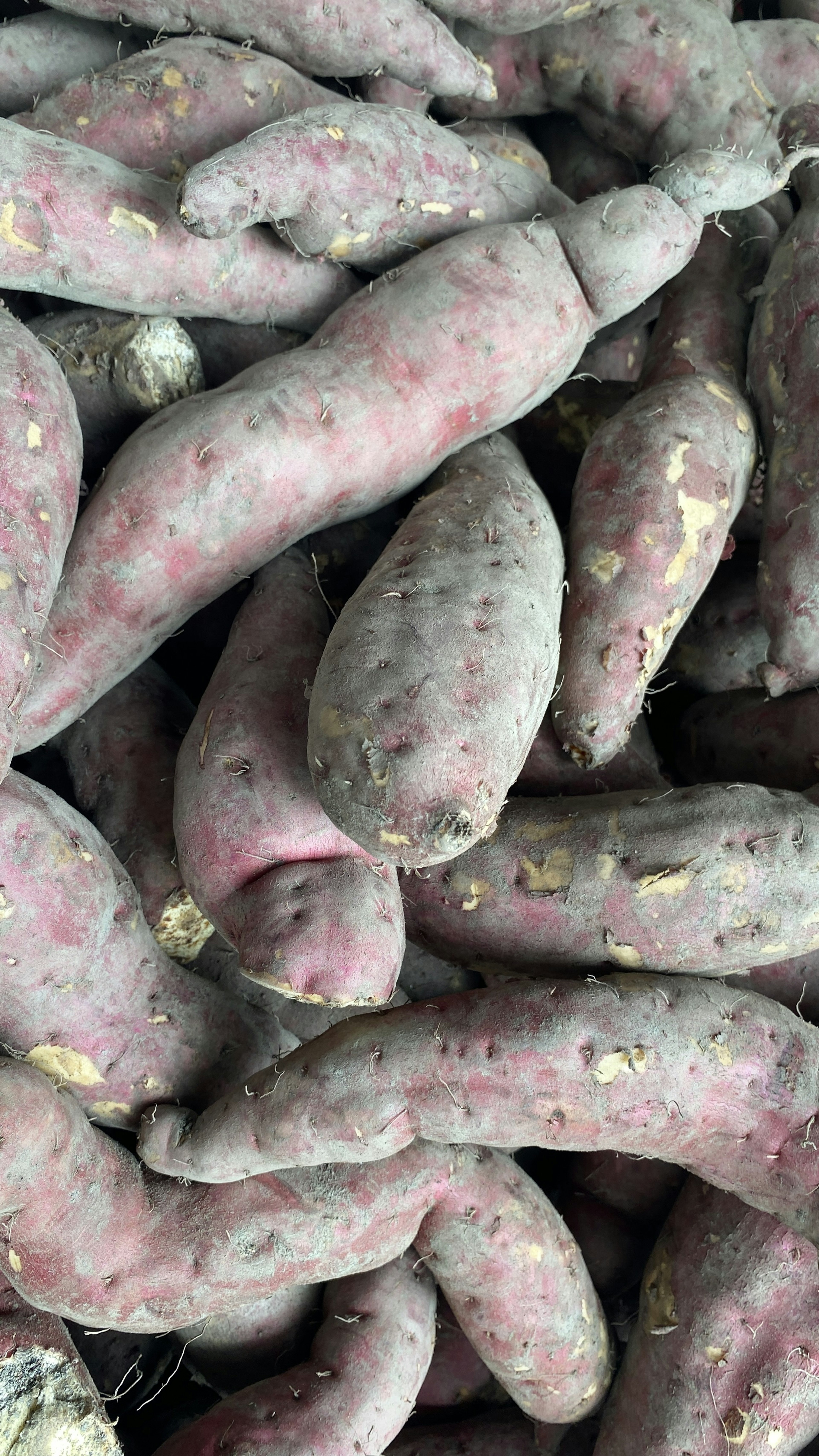 Un mucchio di patate dolci viola con pelle rugosa