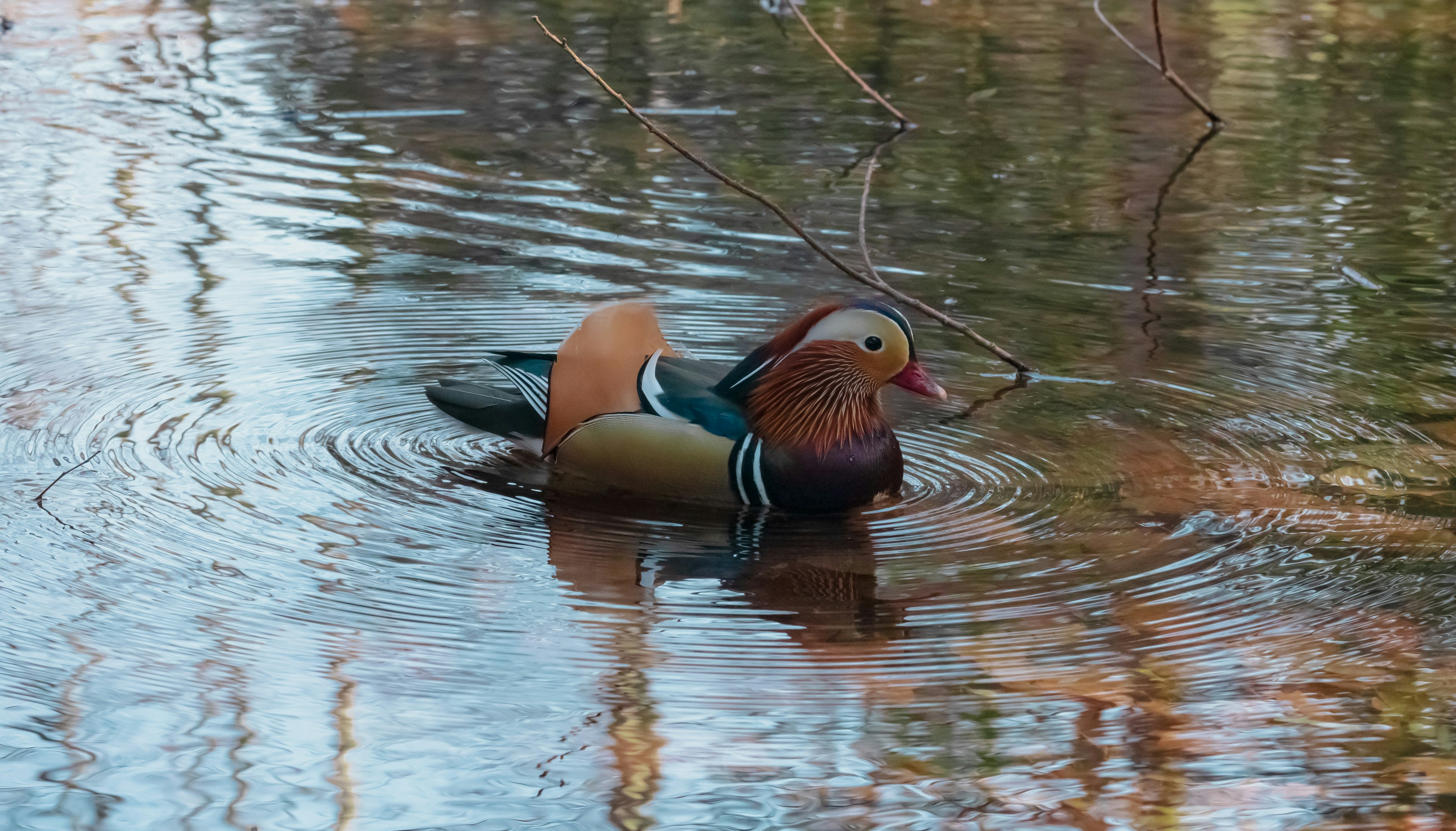 Eine schöne Mandarinente schwimmt an der Wasseroberfläche