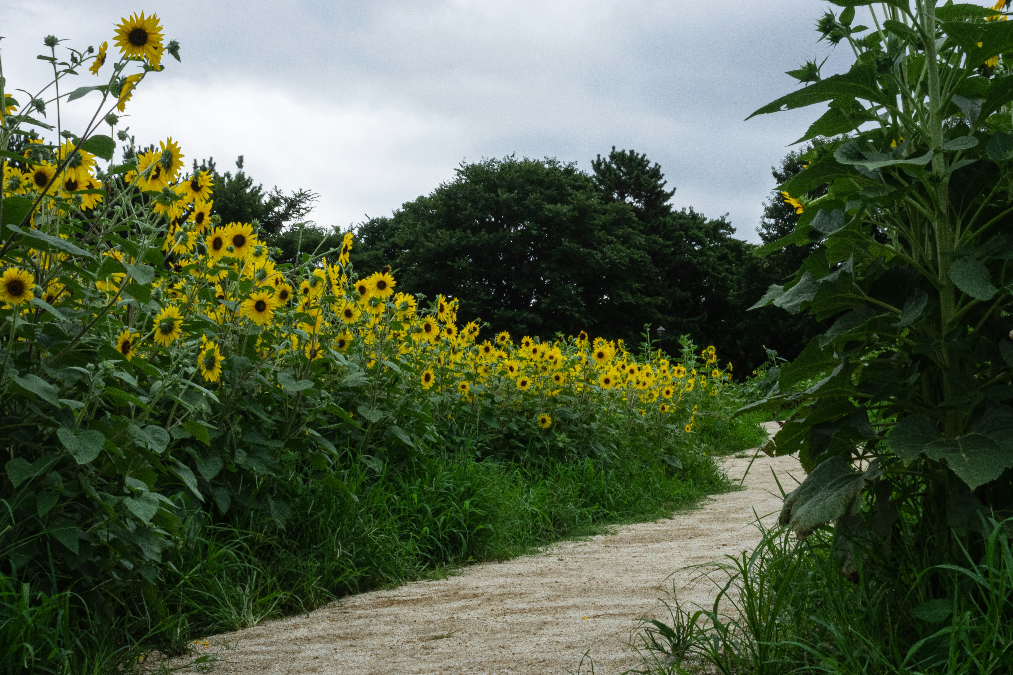 Pathway lined with blooming sunflowers and green grass