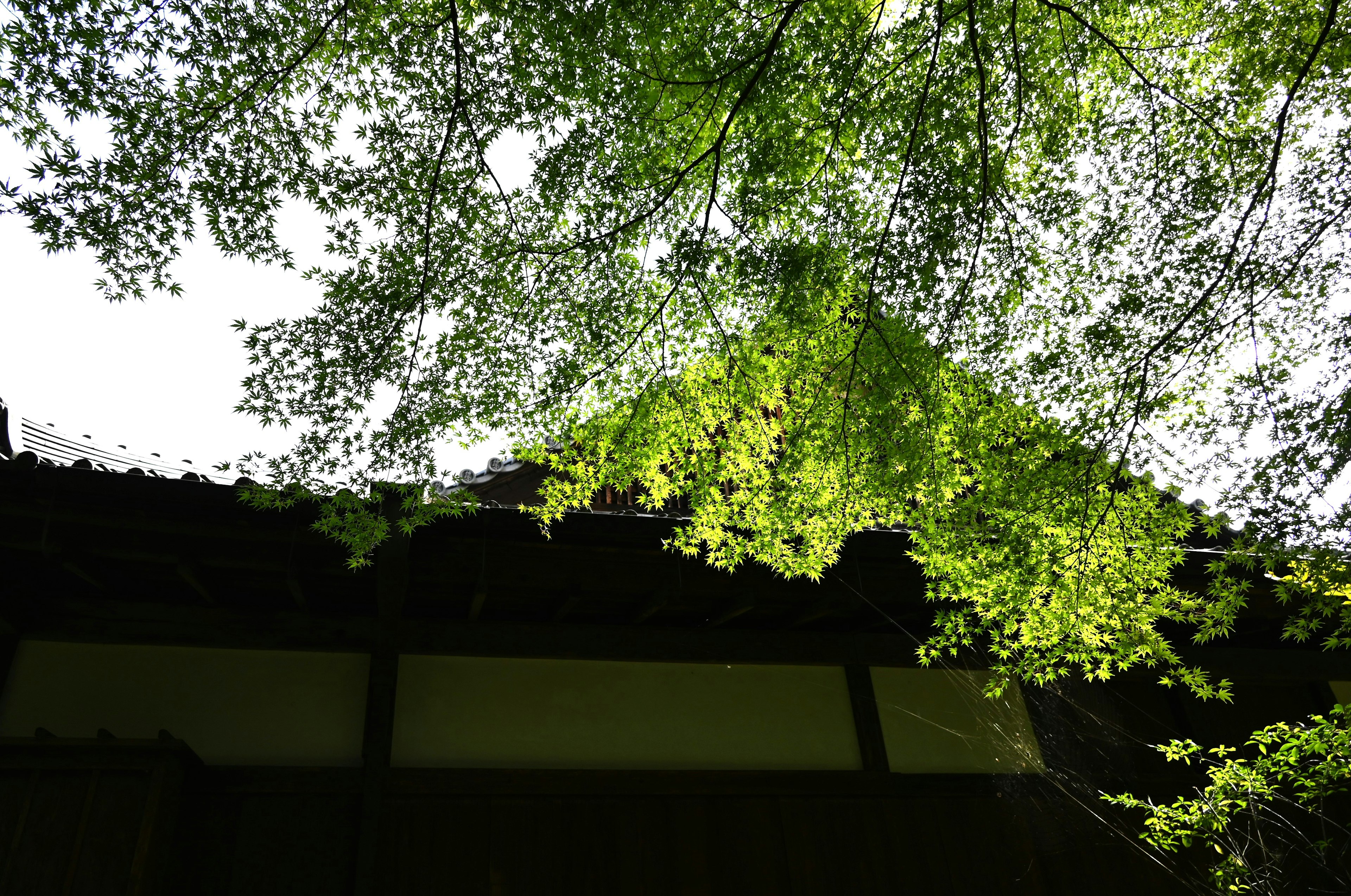 Traditional Japanese building seen from below with green leaves and roof