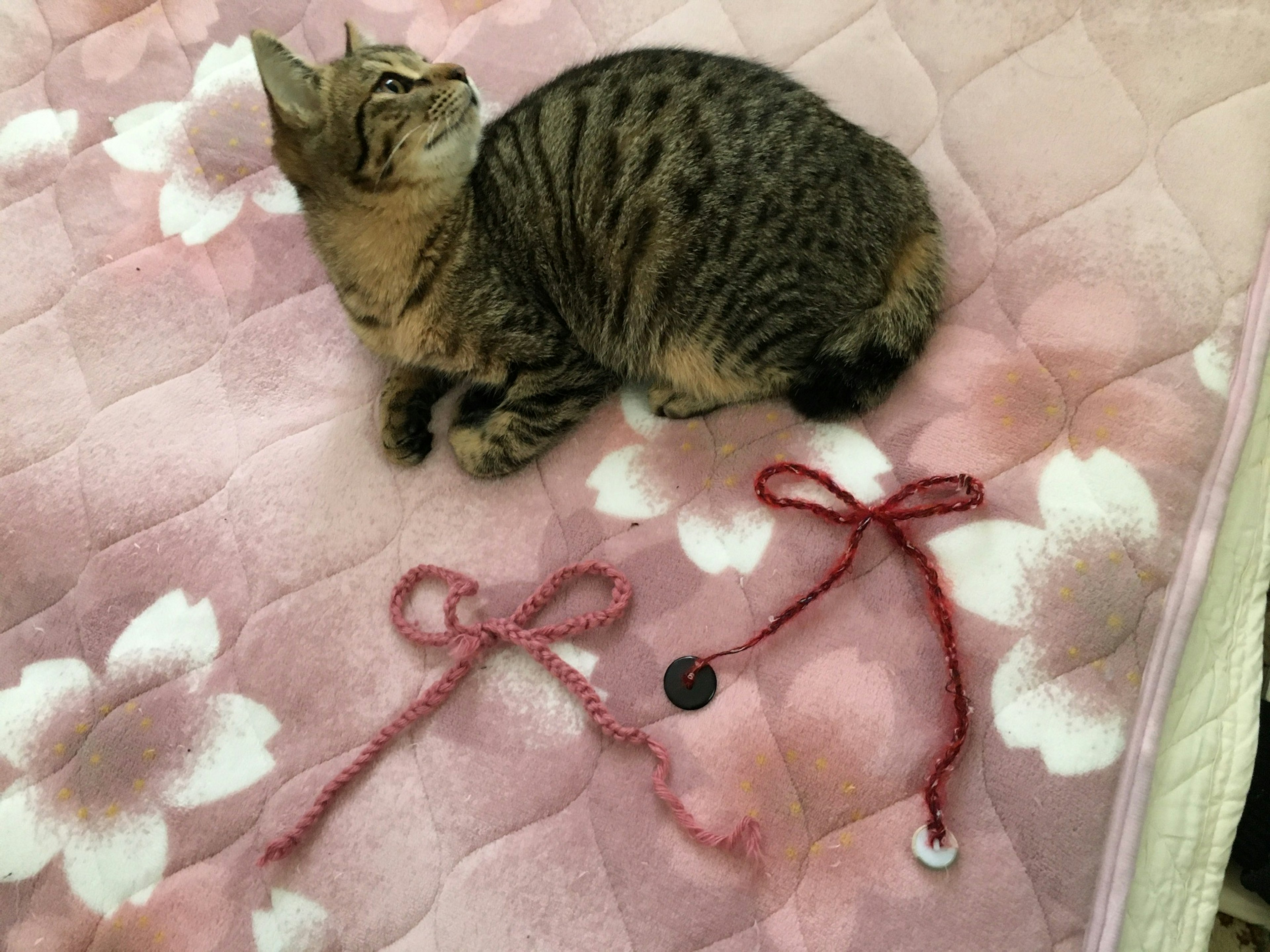 Ein Kätzchen sitzt auf einer rosa Decke mit Bändern in der Nähe