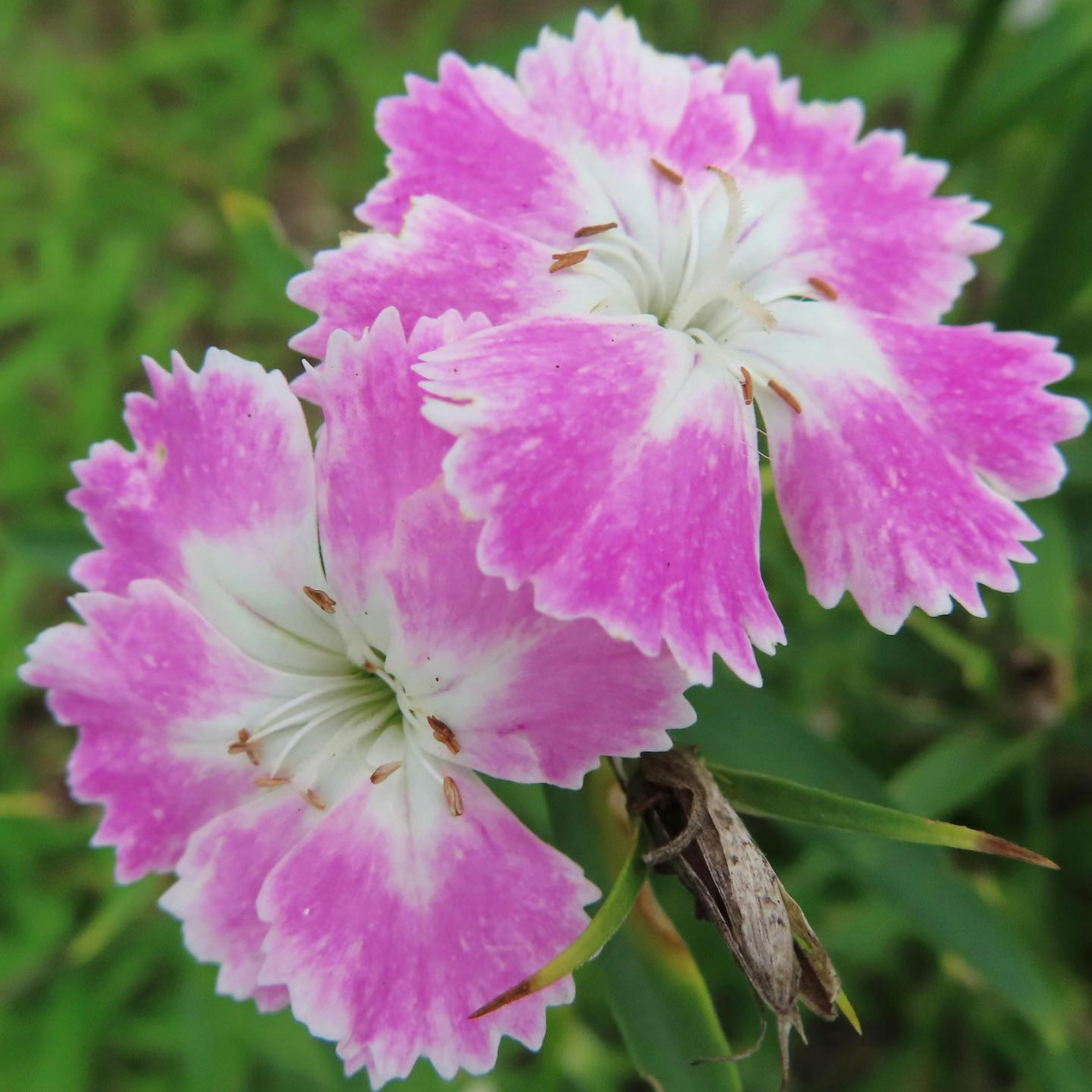 鮮やかなピンクと白の花が並んで咲いている