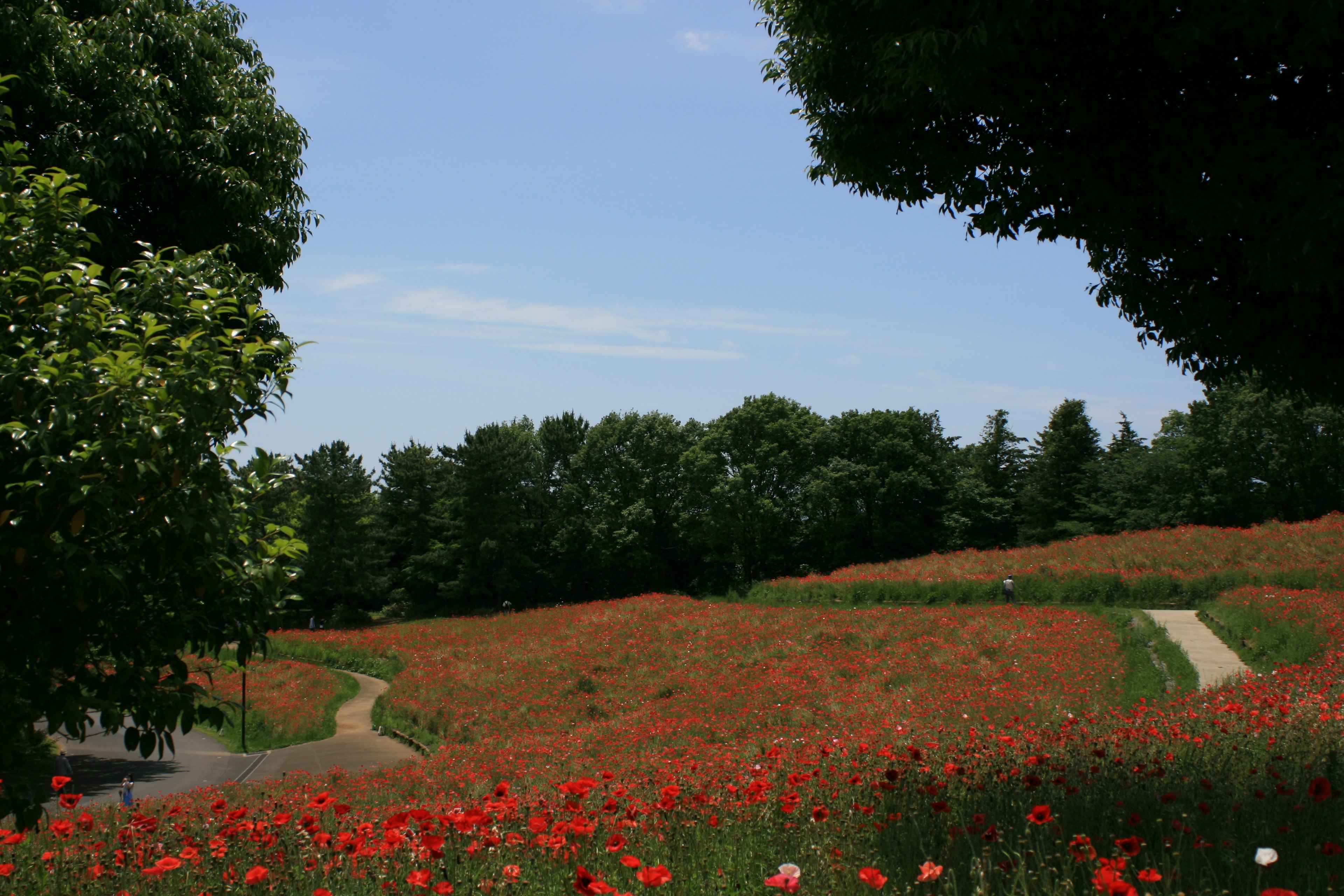 Un campo de flores de amapola roja bajo un cielo azul con árboles verdes