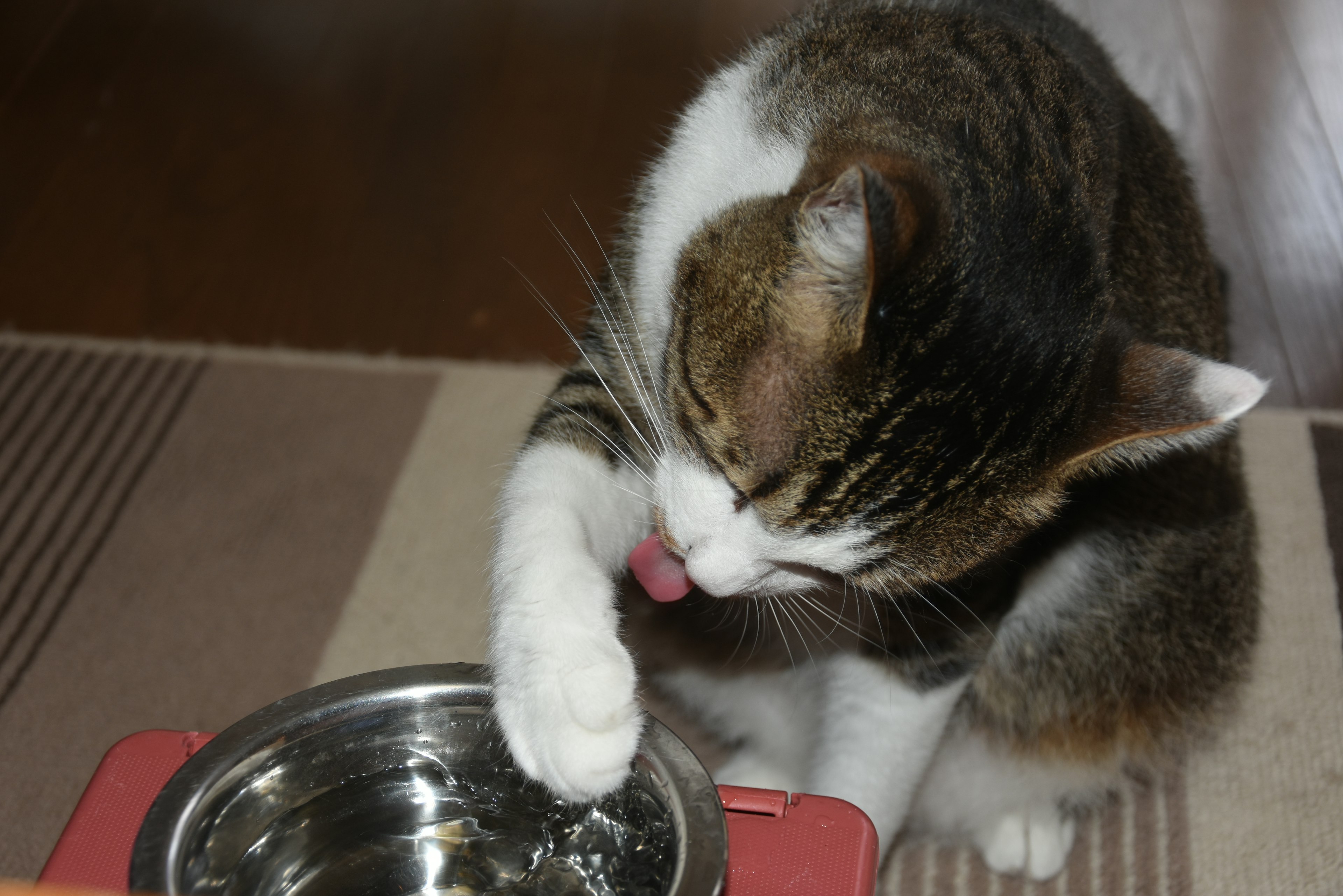 Un gato lamiendo comida de su tazón