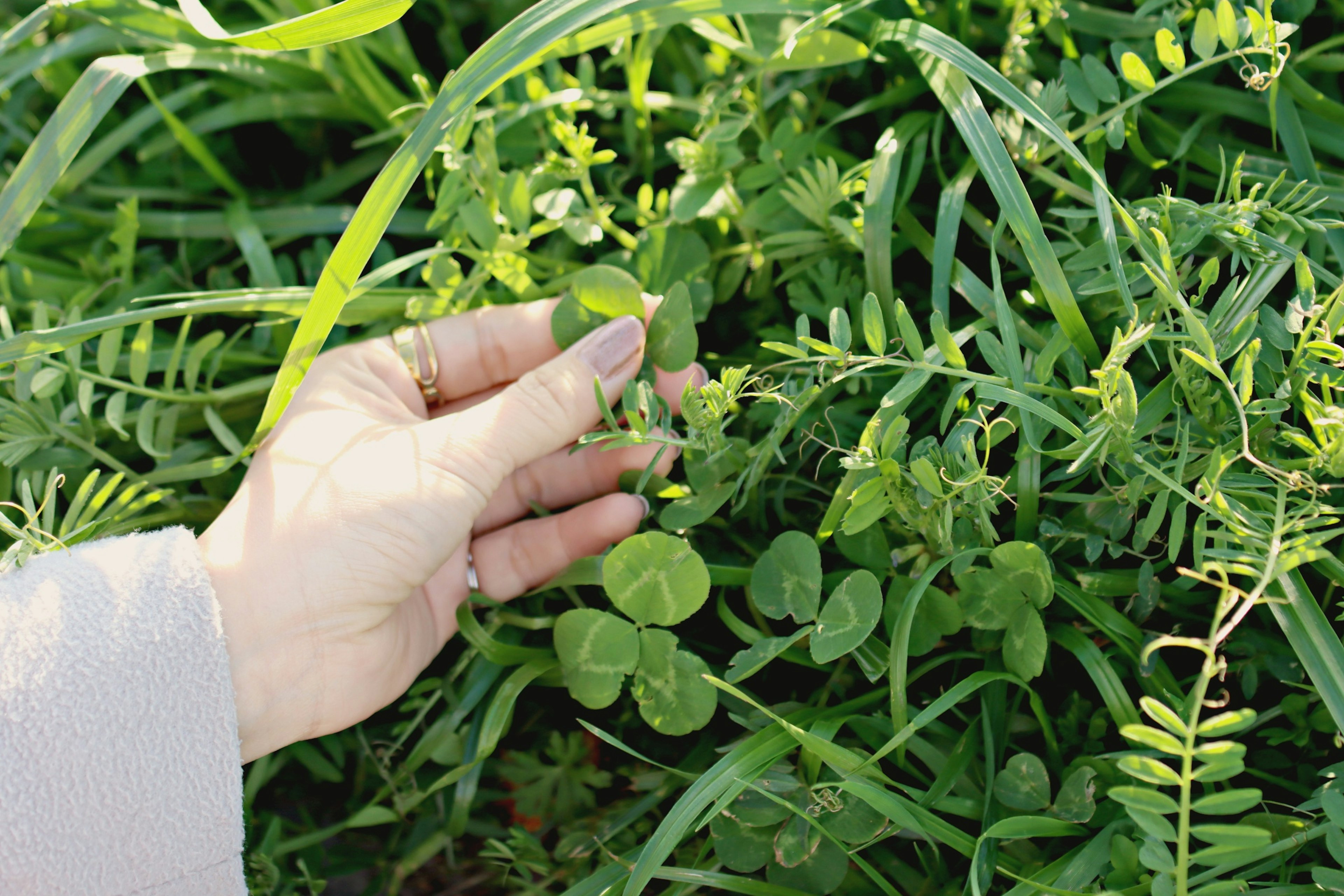 A hand searching for a four-leaf clover among lush green grass