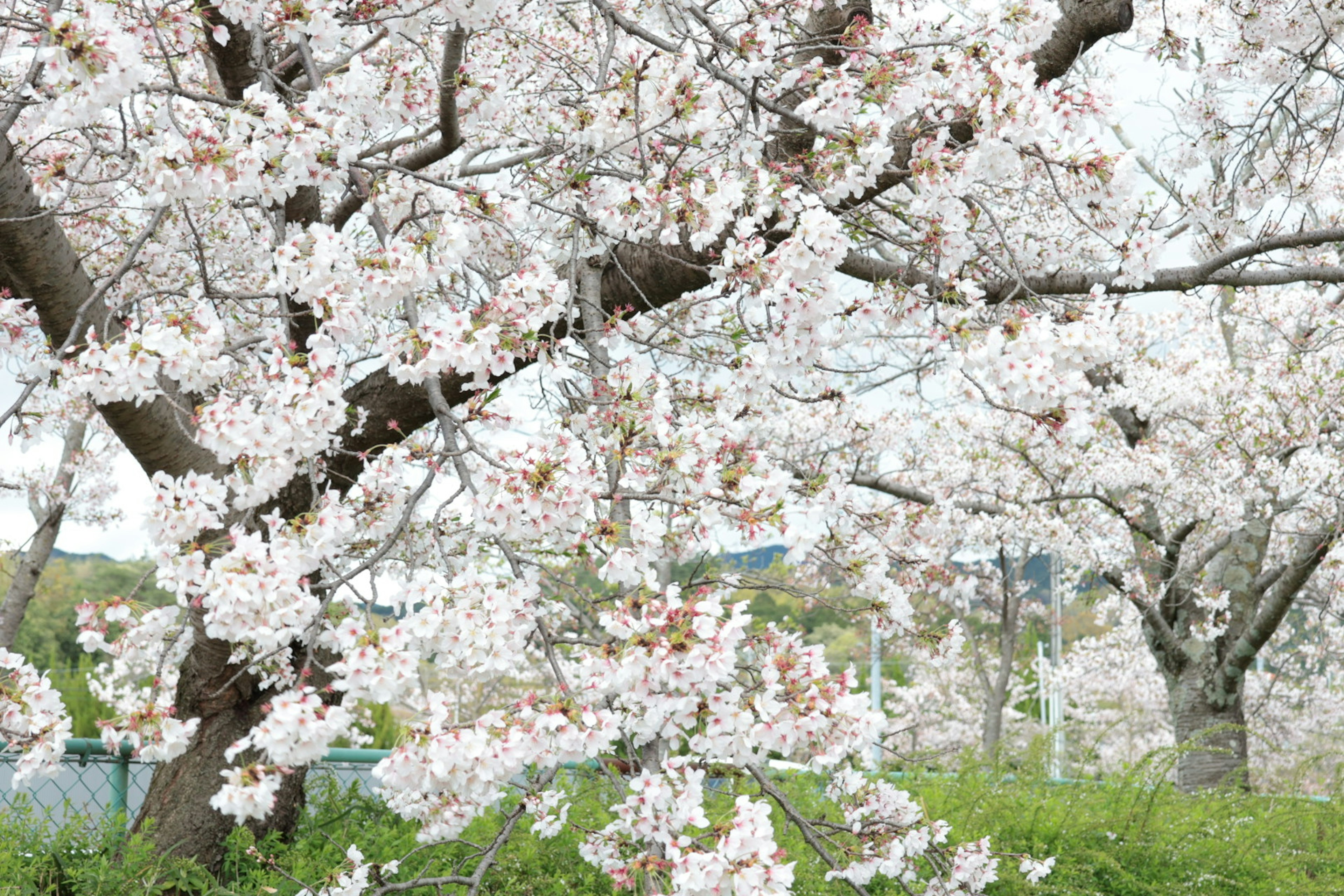 Blooming cherry blossom trees in a park