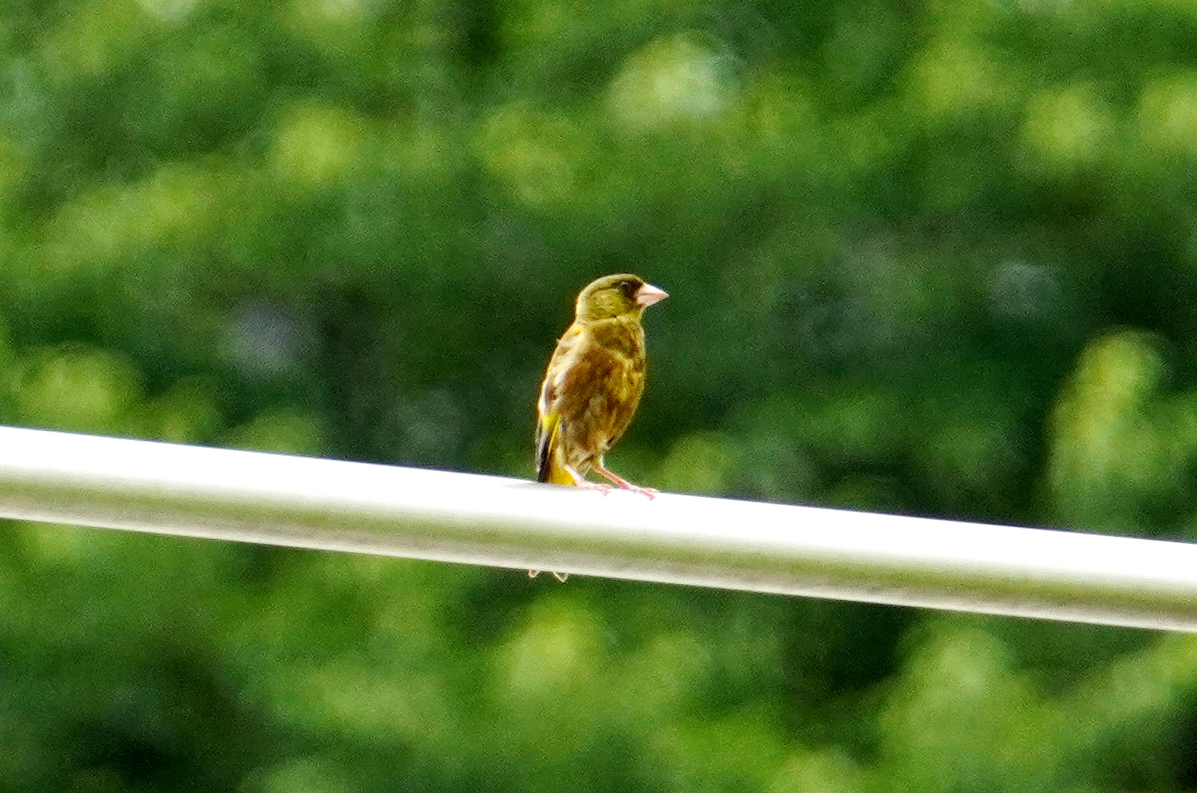 Un petit oiseau perché sur un poteau blanc avec un fond vert