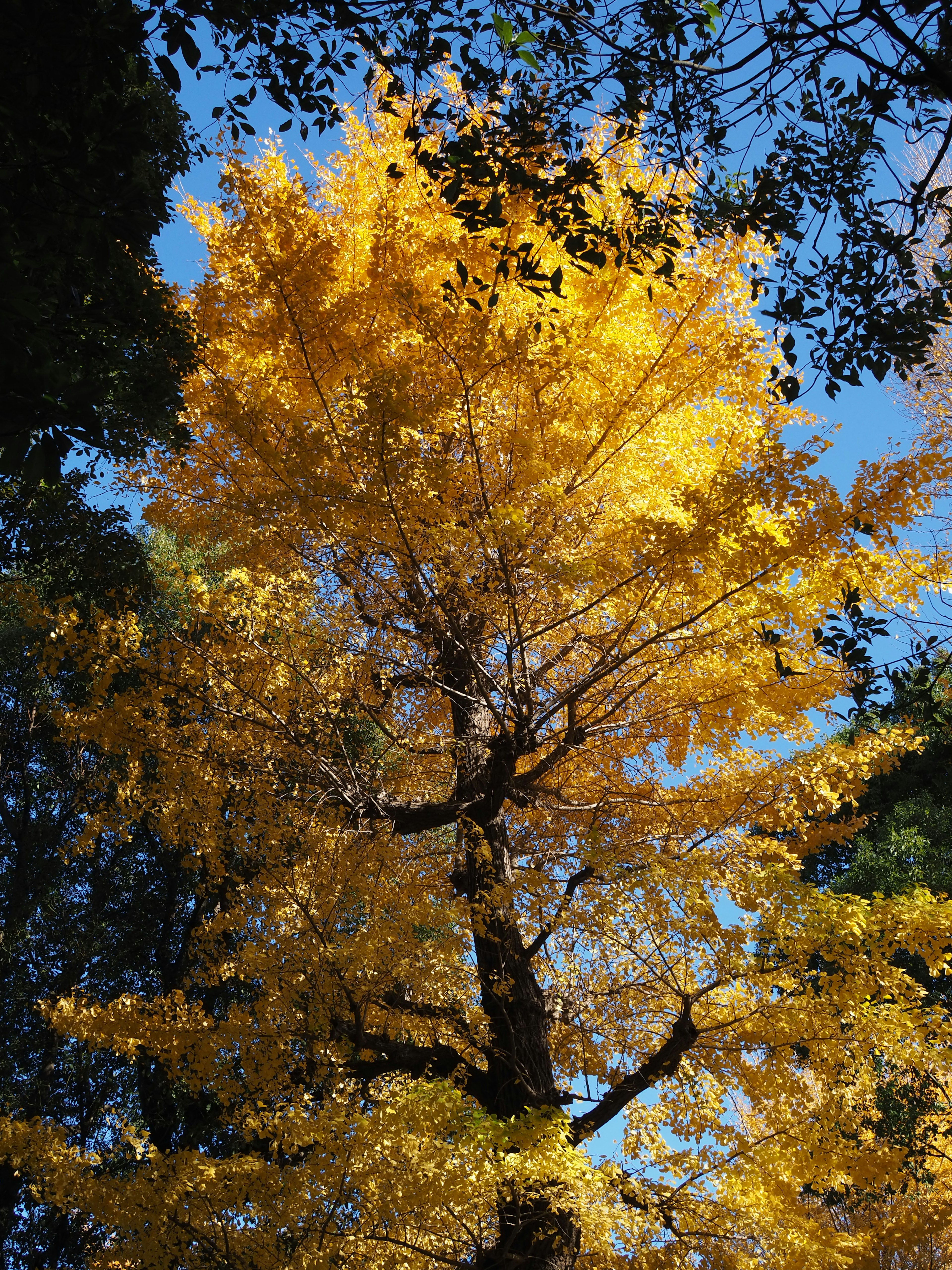 Tall tree with vibrant yellow leaves against a blue sky