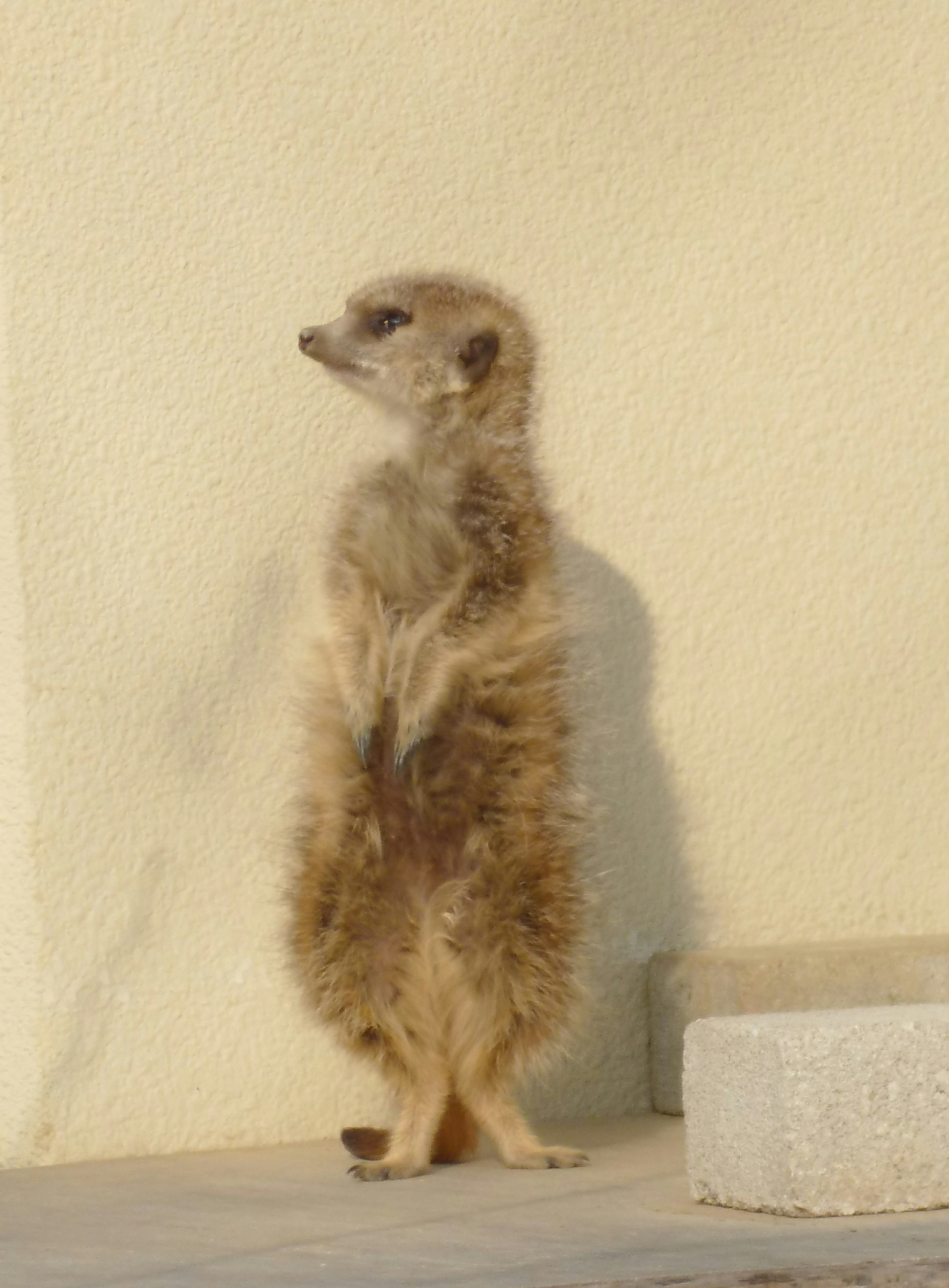 A meerkat standing upright against a beige wall