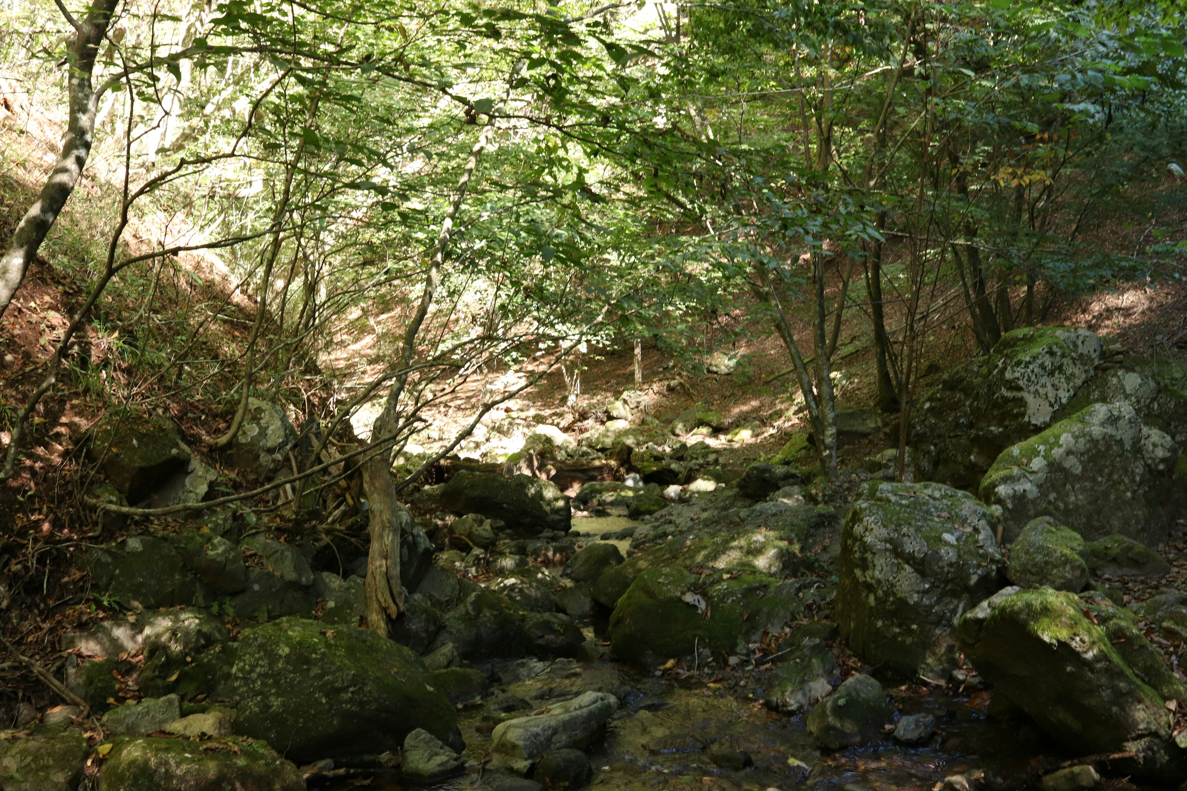 Un arroyo sereno fluyendo a través de un bosque con rocas cubiertas de musgo