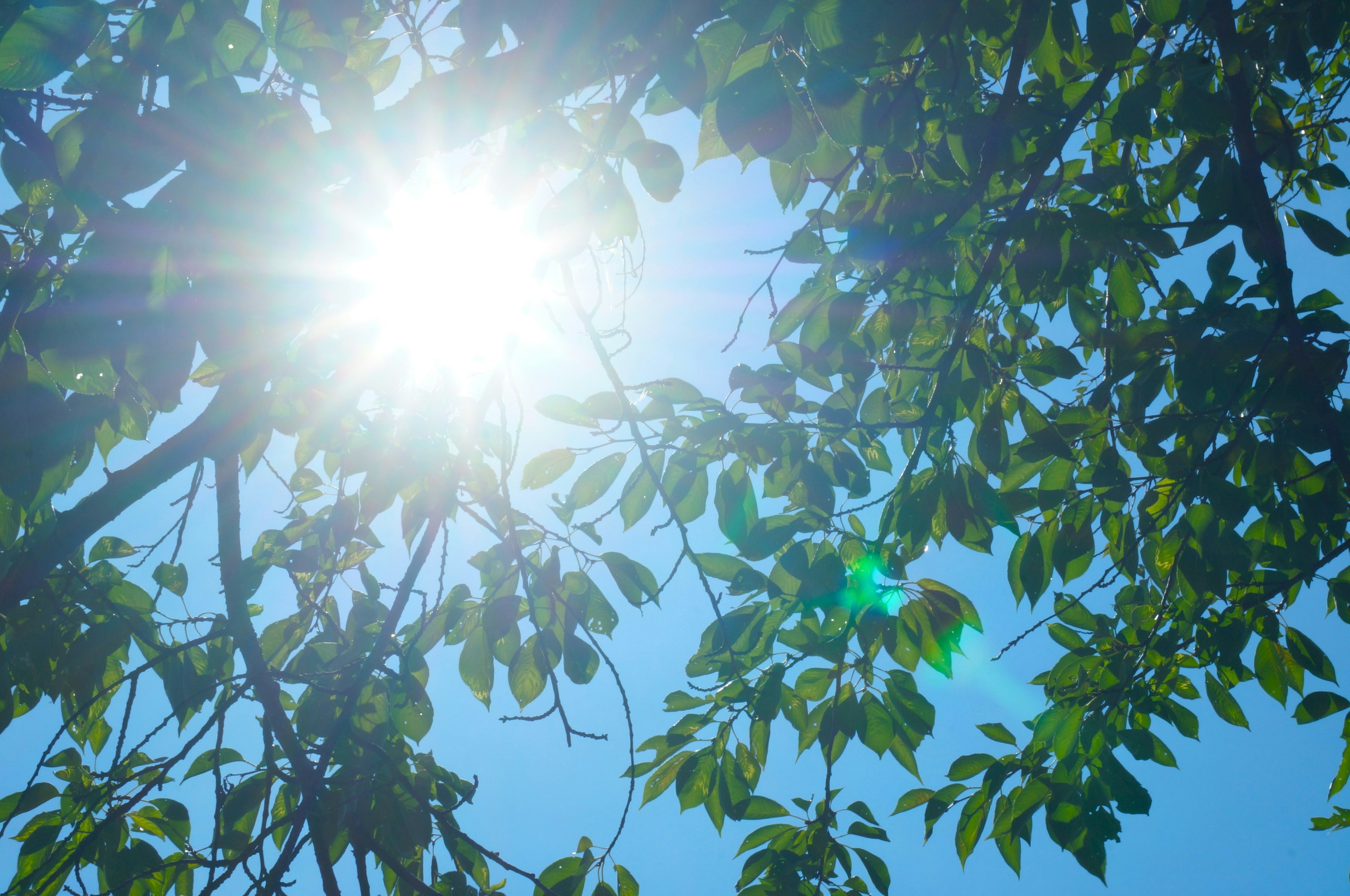 Luce solare che filtra tra le foglie verdi contro un cielo blu