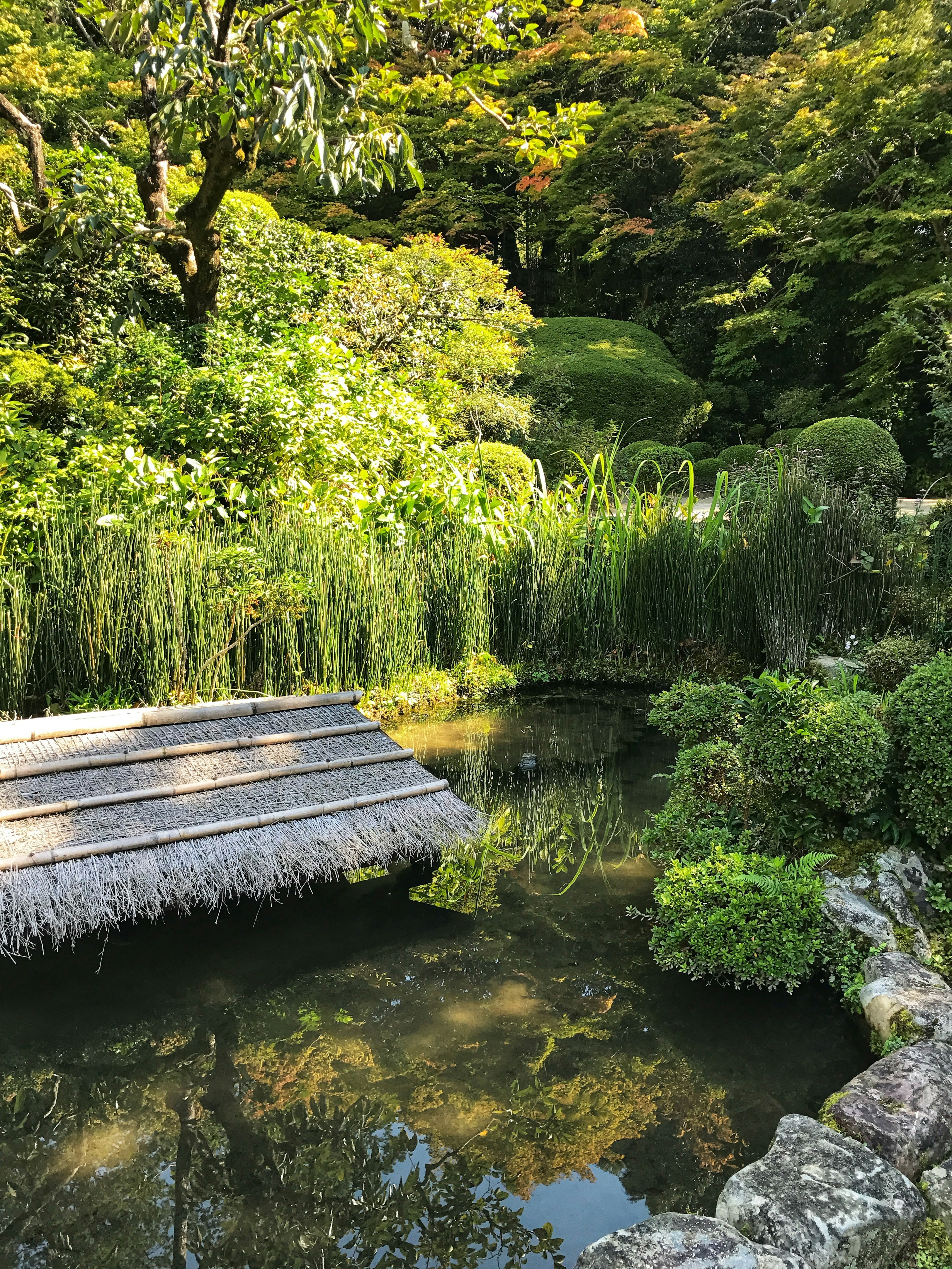 宁静的日本花园景观有一个池塘郁郁葱葱的绿植和树木