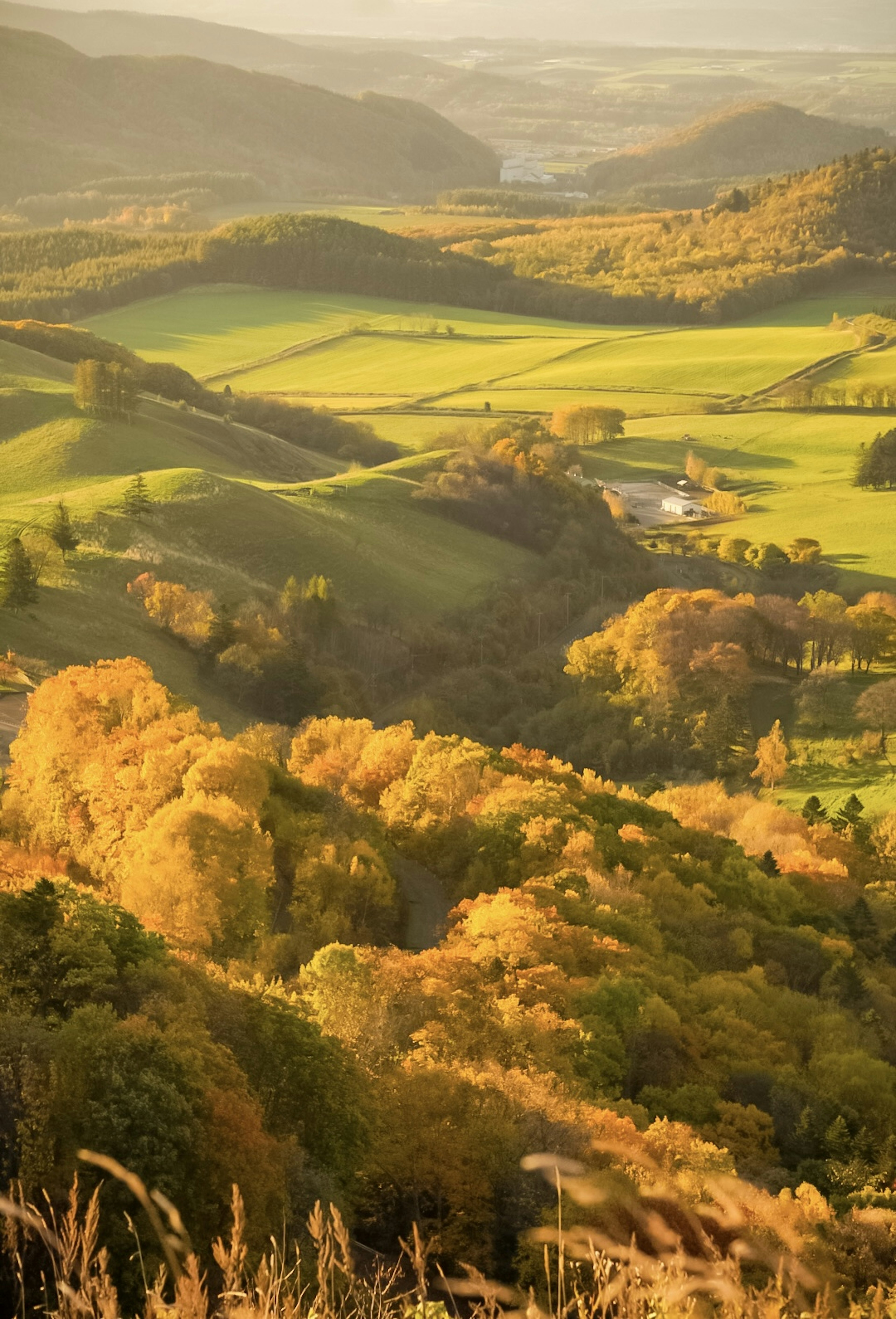 Beautiful autumn landscape with green hills and orange trees