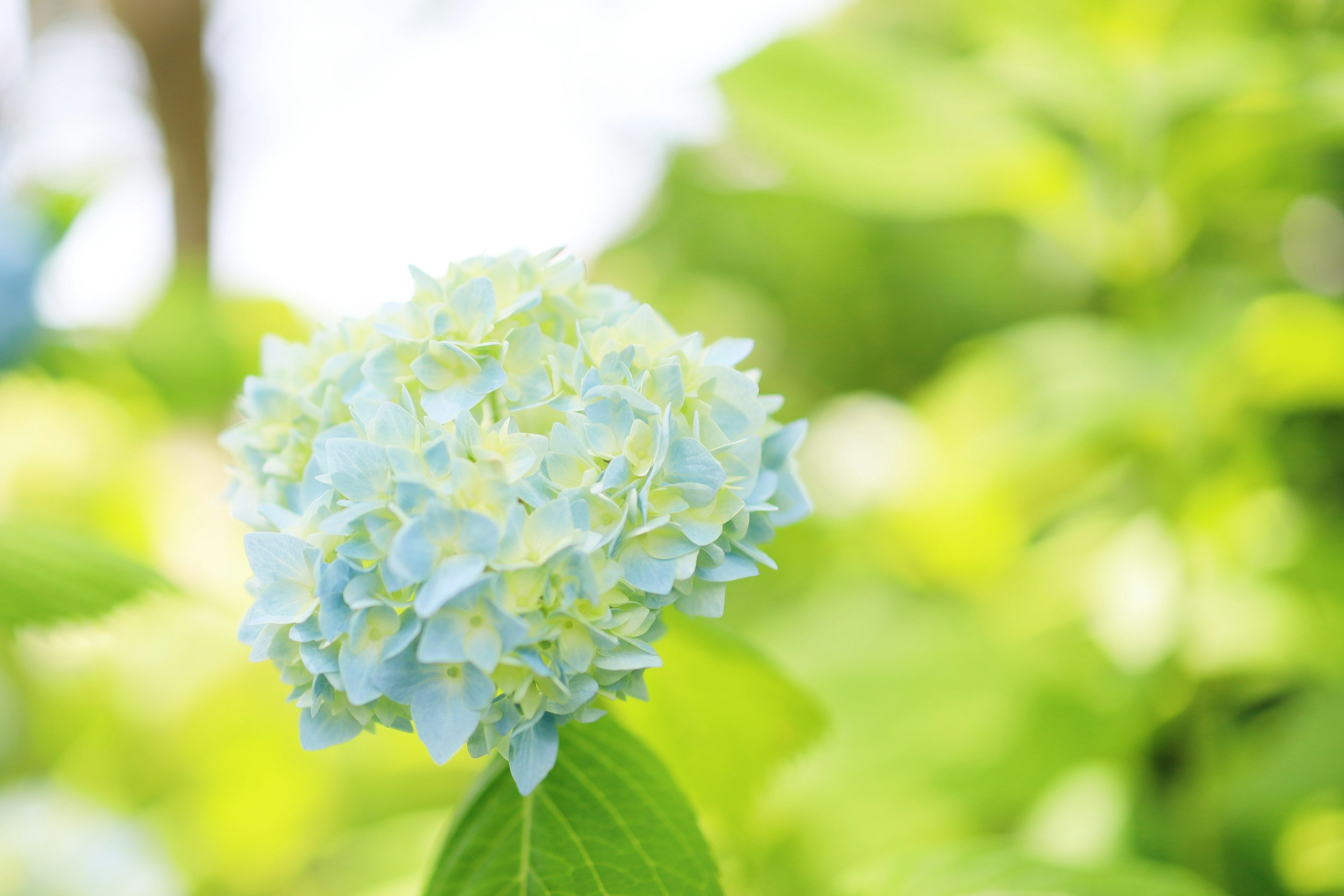 A blue hydrangea flower surrounded by green leaves