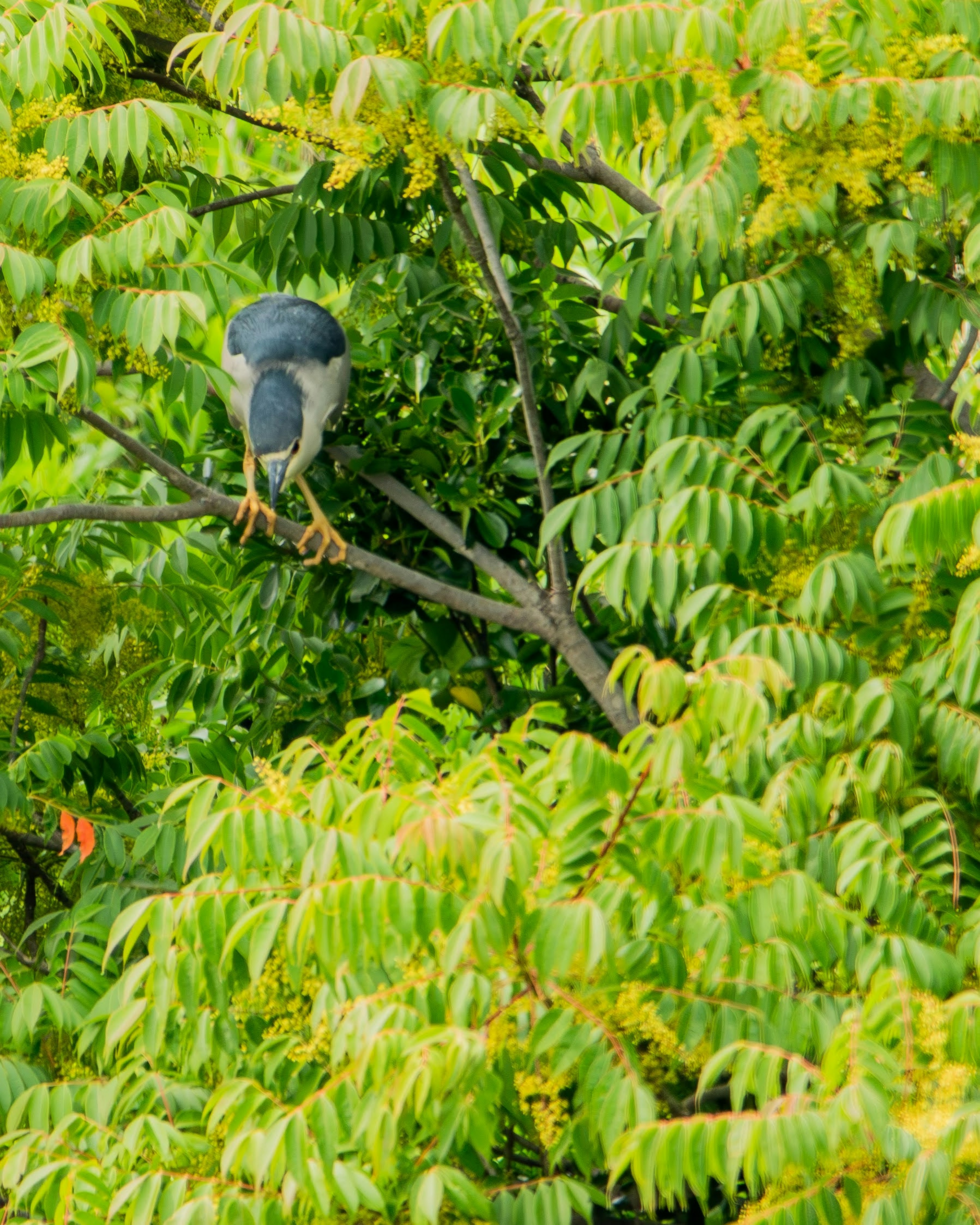 Un pájaro azul posado en una rama rodeada de hojas verdes