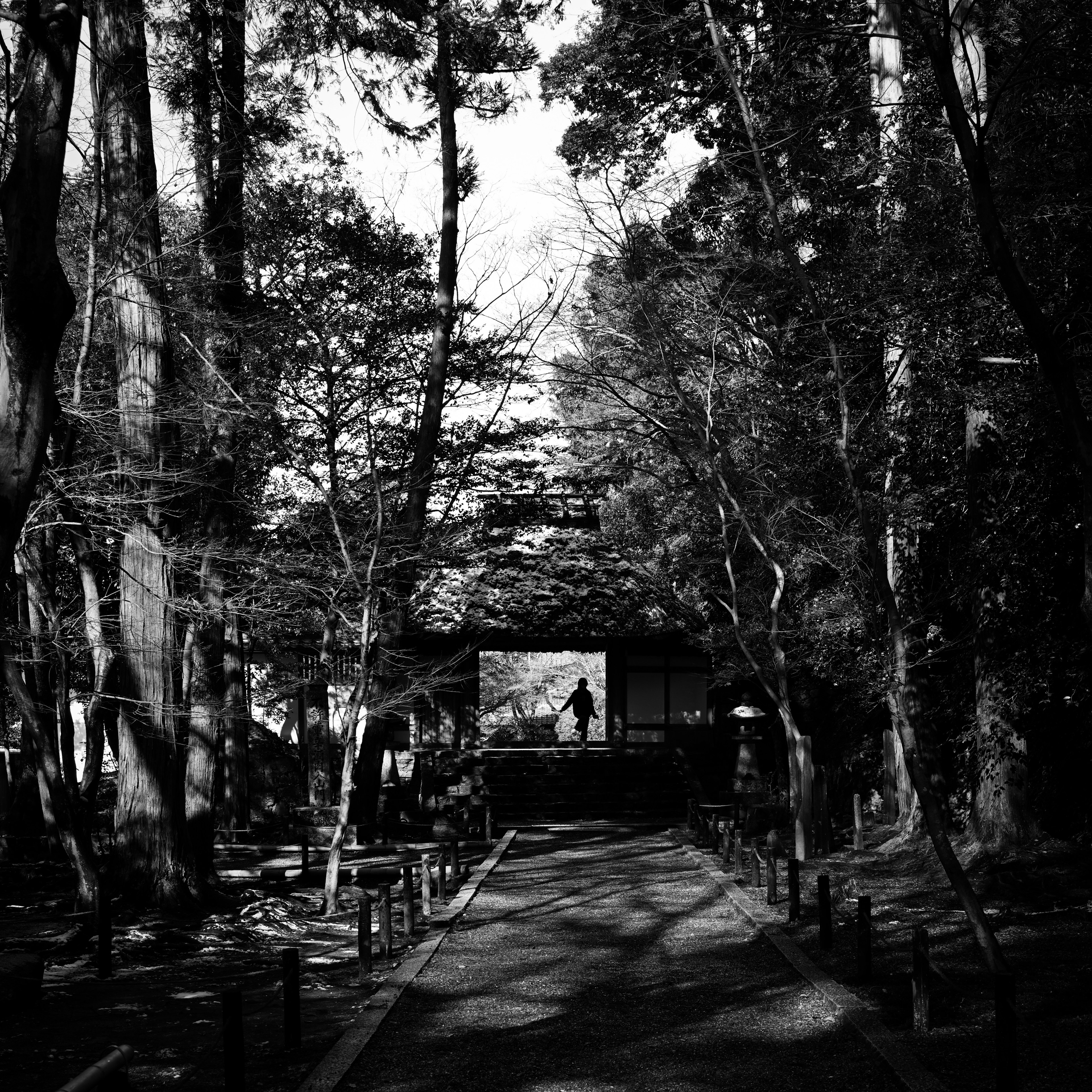 Chemin en noir et blanc à travers les arbres avec ombres